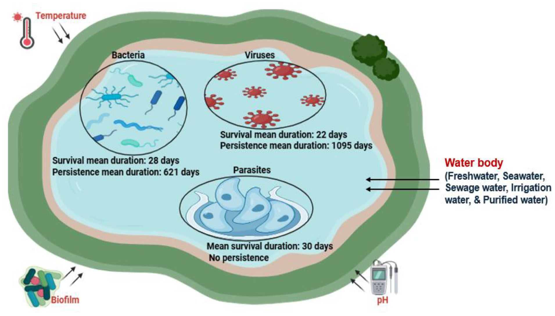 Illustration depicting the survival and persistence of bacteria, viruses, and parasites in a water body. Bacteria have a survival mean duration of twenty-eight days and persistence mean duration of six hundred twenty-one days. Viruses have a survival mean duration of twenty-two days and persistence mean duration of one thousand ninety-five days. Parasites have a mean survival duration of thirty days with no persistence. Influencing factors include temperature, biofilm, and pH. The water body types are freshwater, seawater, sewage water, irrigation water, and purified water.