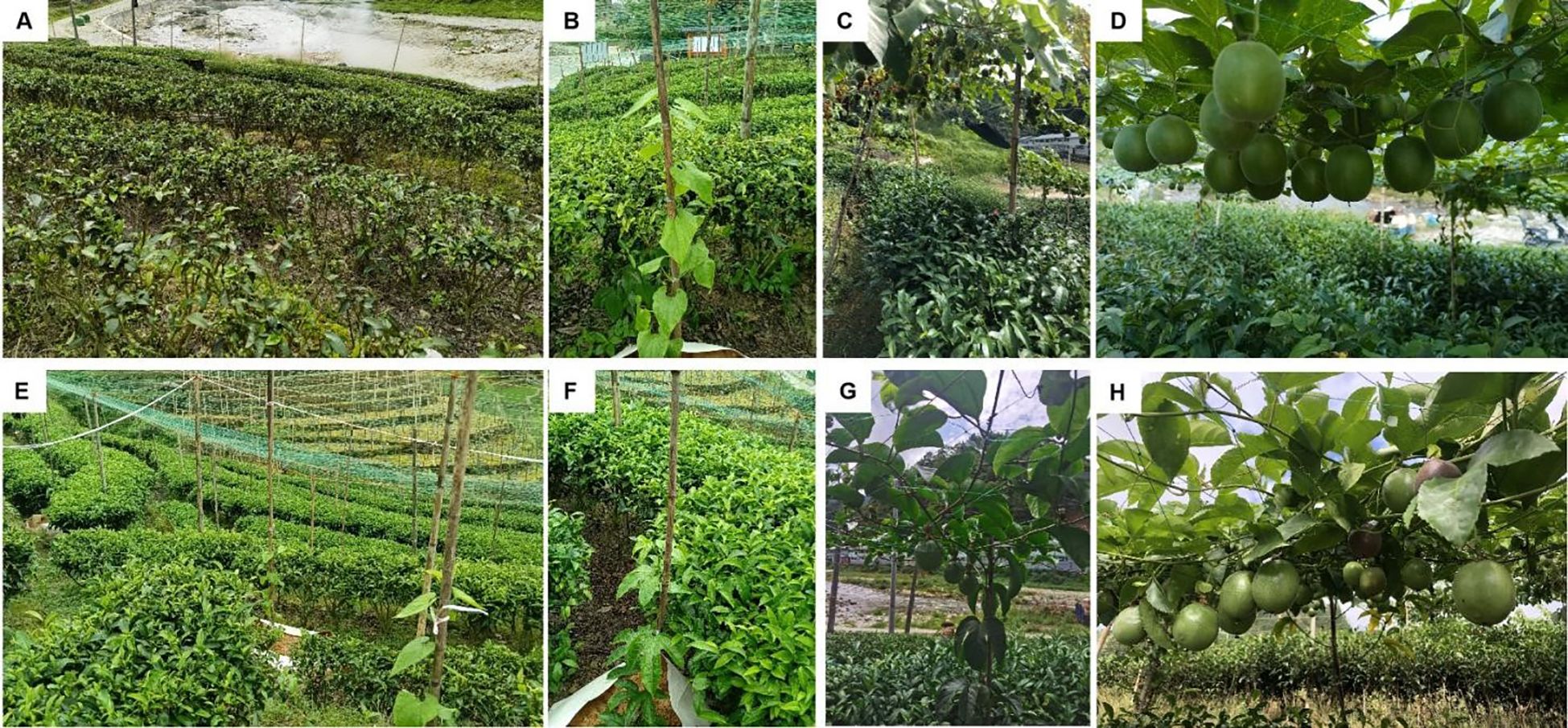 Panel A shows a tea plantation with rows of plants and a pond in the background. Panel B and F depict bean plants growing alongside tea bushes, supported by sticks. Panel C and G show a vineyard above tea bushes, with vines and grape clusters. Panel D and H feature passion fruit hanging over tea plants. Panel E illustrates a covered tea plantation with netting for shade.
