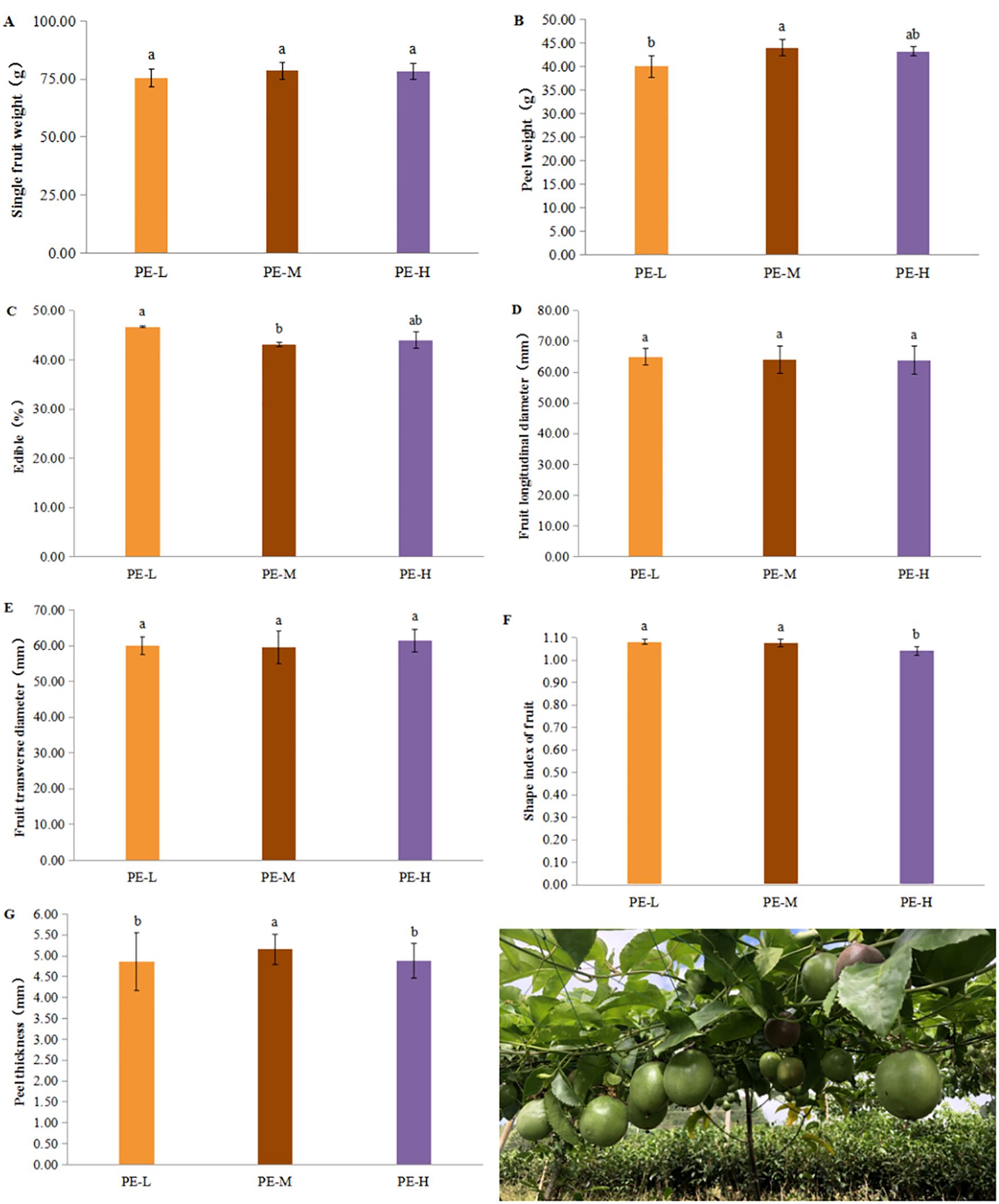 Seven bar graphs labeled A to G show various fruit characteristics across three treatments: PE-L, PE-M, and PE-H. Each graph measures single fruit weight, peel weight, edible percentage, fruit longitudinal diameter, fruit transverse diameter, shape index of fruit, and peel thickness. Letters a, b, ab above bars indicate statistical differences. A photo of green passion fruits on a vine below illustrates the fruit being studied.