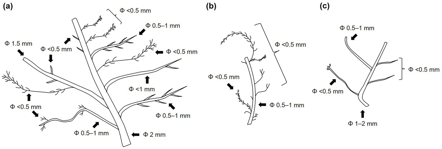 Diagram showing three branching structures labeled (a), (b), and (c), each with varying diameters. Structure (a) ranges from less than 0.5 millimeters to 2 millimeters, structure (b) ranges from less than 0.5 millimeters to 1 millimeter, and structure (c) ranges from less than 0.5 millimeters to 1-2 millimeters. Arrows indicate specific diameters at different points on the branches.
