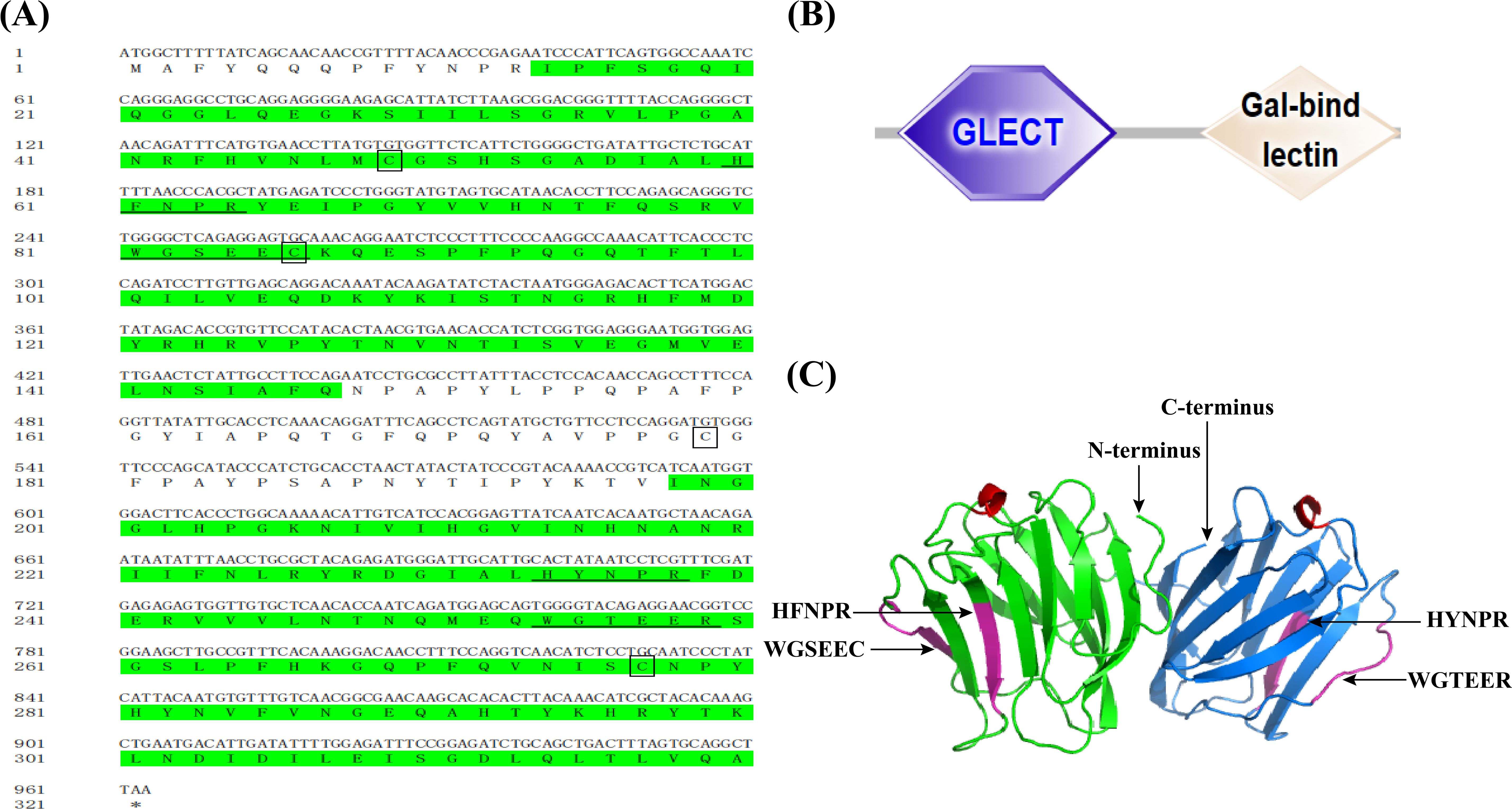 (A) DNA and amino acid sequences are shown, with certain sections highlighted in green. (B) A graphic depicting a GLECT domain connected to “Gal-bind lectin” with a purple and beige schematic. (C) A protein 3D structure model features green and blue sections with labeled N-terminus and C-terminus, along with highlighted sequences “HEFPR” and “WGSEER.