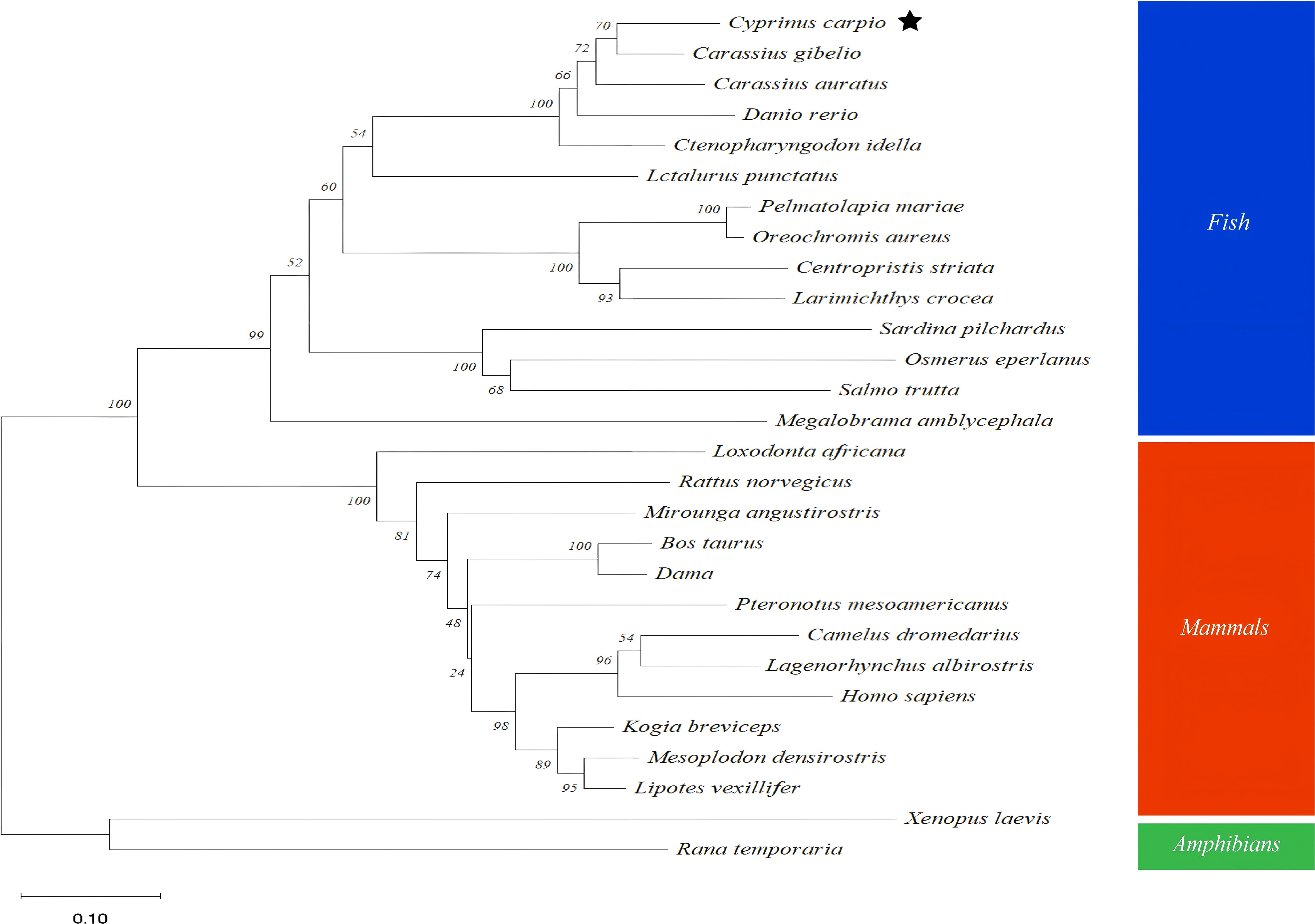 Phylogenetic tree showing relationships among species, classified into fish, mammals, and amphibians. Fish are in blue, mammals in red, and amphibians in green. A star highlights *Cyprinus carpio*. Bootstrap values are indicated at branch points. Scale bar represents 0.10.