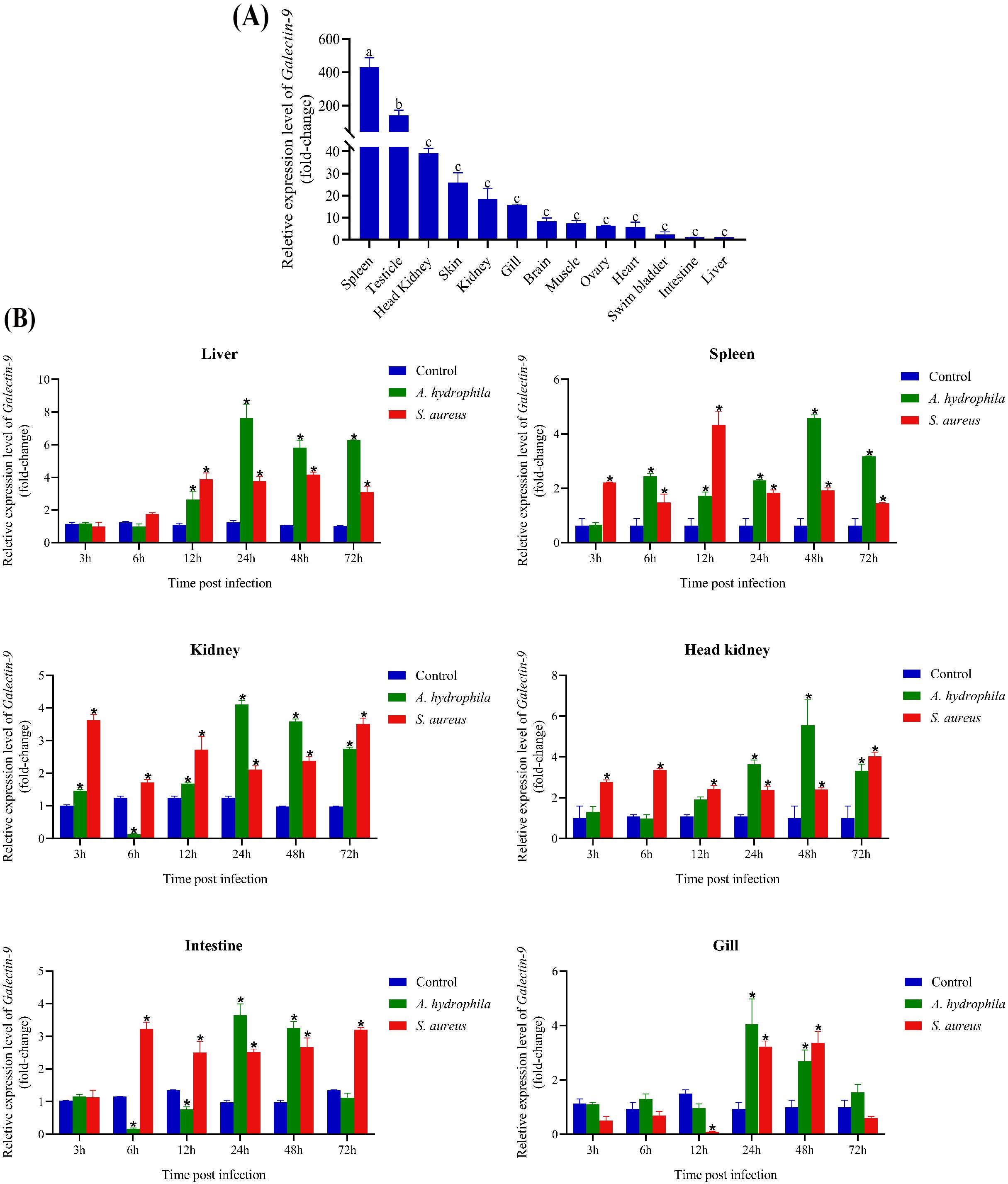 Graphical data showing relative expression levels of *Galectin-9* in various tissues and time points. (A) Bar chart illustrates expression across different tissues, with the spleen showing the highest level. (B) Multiple line graphs depict expression levels over time in the liver, spleen, kidney, head kidney, intestine, and gill, comparing control, *A. hydrophila*, and *S. aureus*. The liver and spleen show significant increases post-infection. Bars are color-coded: blue for control, green for *A. hydrophila*, and red for *S. aureus*.