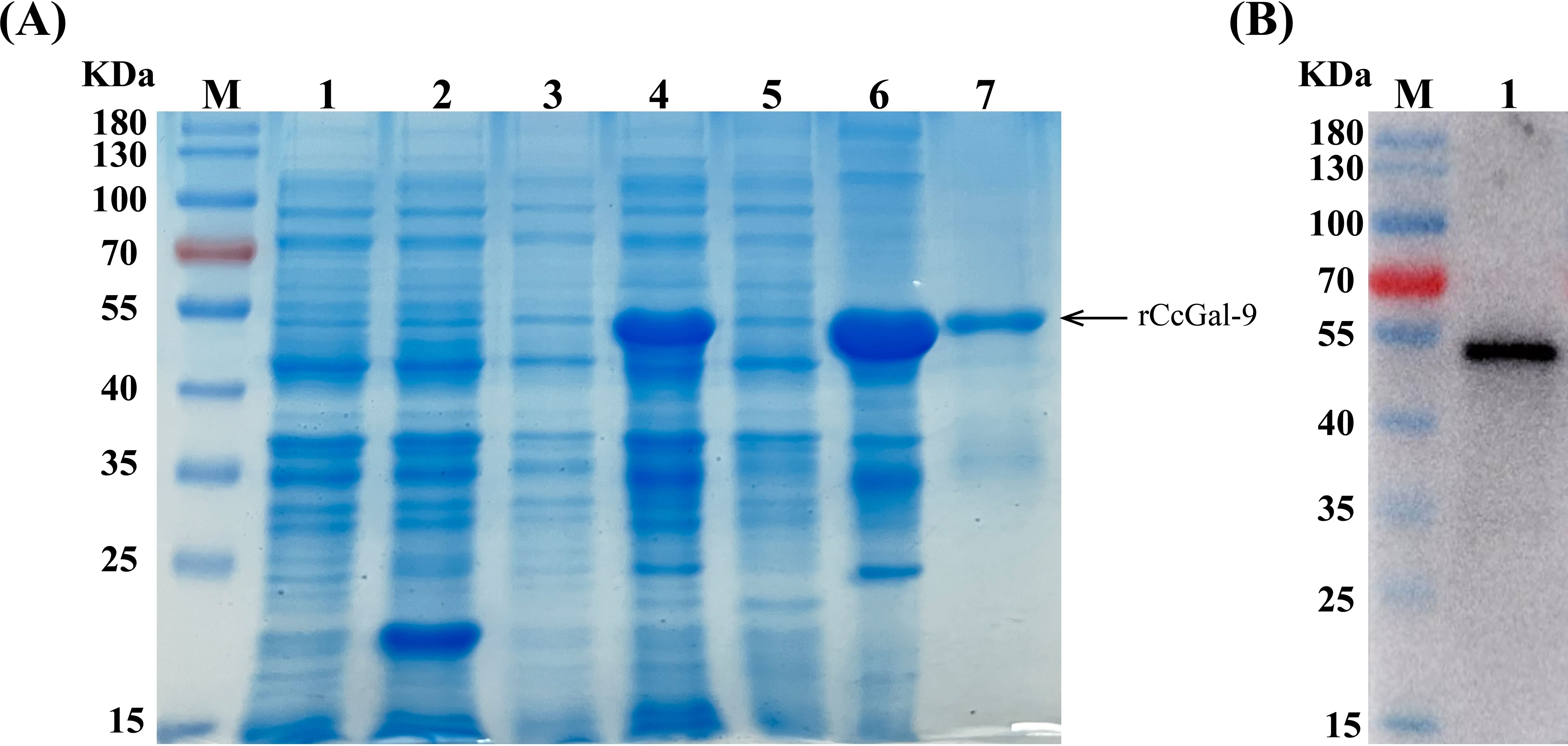 Gel electrophoresis image with two panels. Panel A shows lanes labeled M, 1 to 7, displaying bands of varying intensities. An arrow points to a band in lane 7 labeled “rCcGal-9.” Molecular weights range from 15 to 180 kilodaltons. Panel B shows a single lane with a clear band around 55 kilodaltons, also labeled with molecular weights.