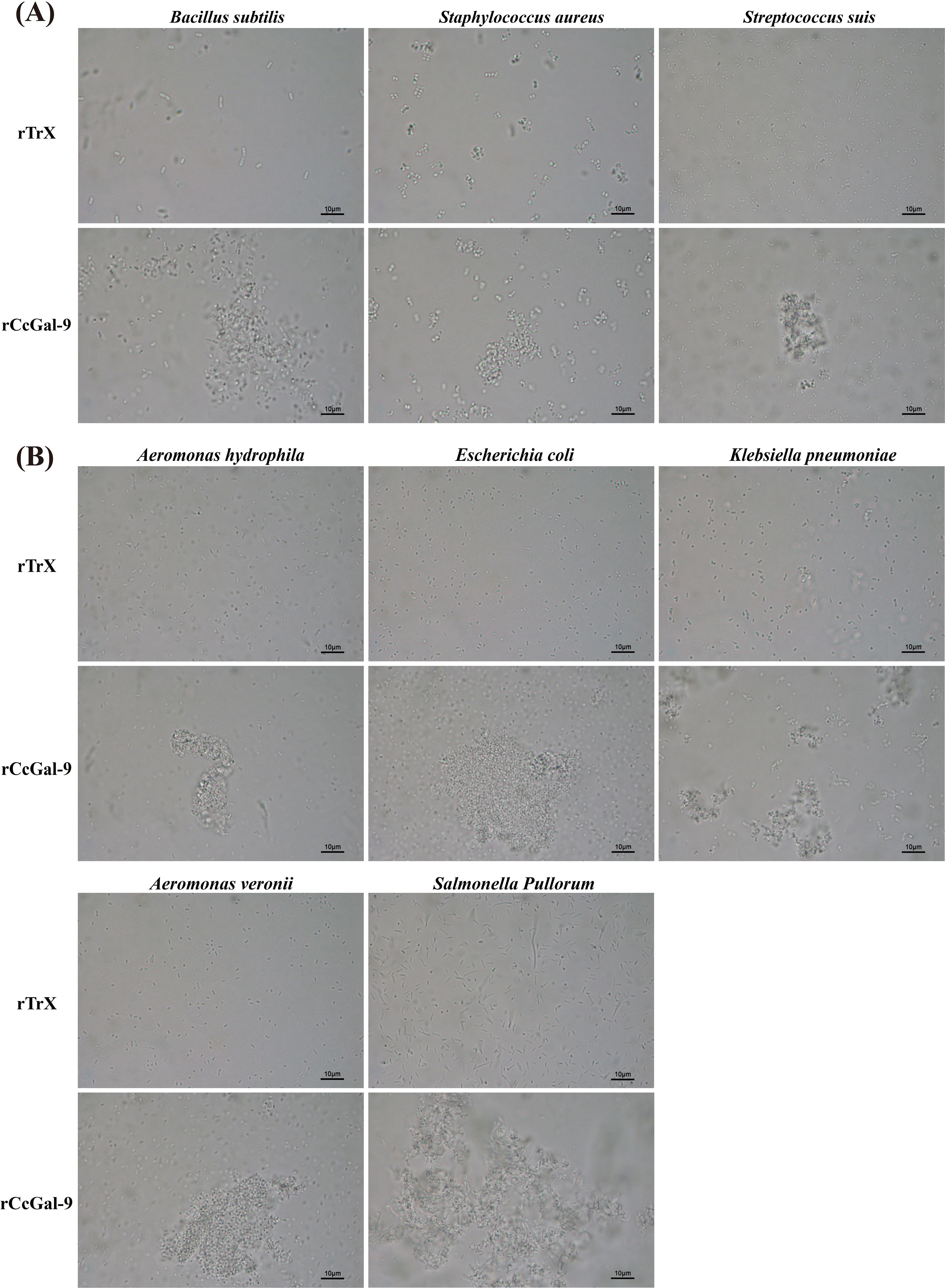 Micrographs showing the effect of rTrX and rCcGal-9 on different bacterial species. Panel A displays Bacillus subtilis, Staphylococcus aureus, and Streptococcus suis. Panel B features Aeromonas hydrophila, Escherichia coli, Klebsiella pneumoniae, Aeromonas veronii, and Salmonella Pullorum. Each microorganism is observed under different conditions: with rTrX and rCcGal-9 treatments, highlighting variations in bacterial aggregation and morphology under a 10 micrometer scale.