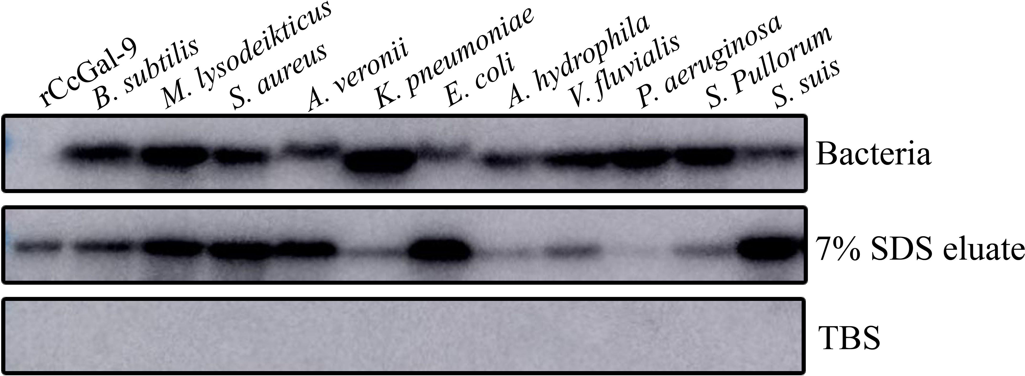 Western blot image showing bands for different bacteria: B. subtilis, M. lysodeikticus, S. aureus, A. veronii, K. pneumoniae, E. coli, A. hydrophila, V. fluvialis, P. aeruginosa, S. Pullorum, and S. suis. Panels include bacteria, seven percent SDS eluate, and TBS. The darkest bands are in the bacteria and SDS eluate panels.