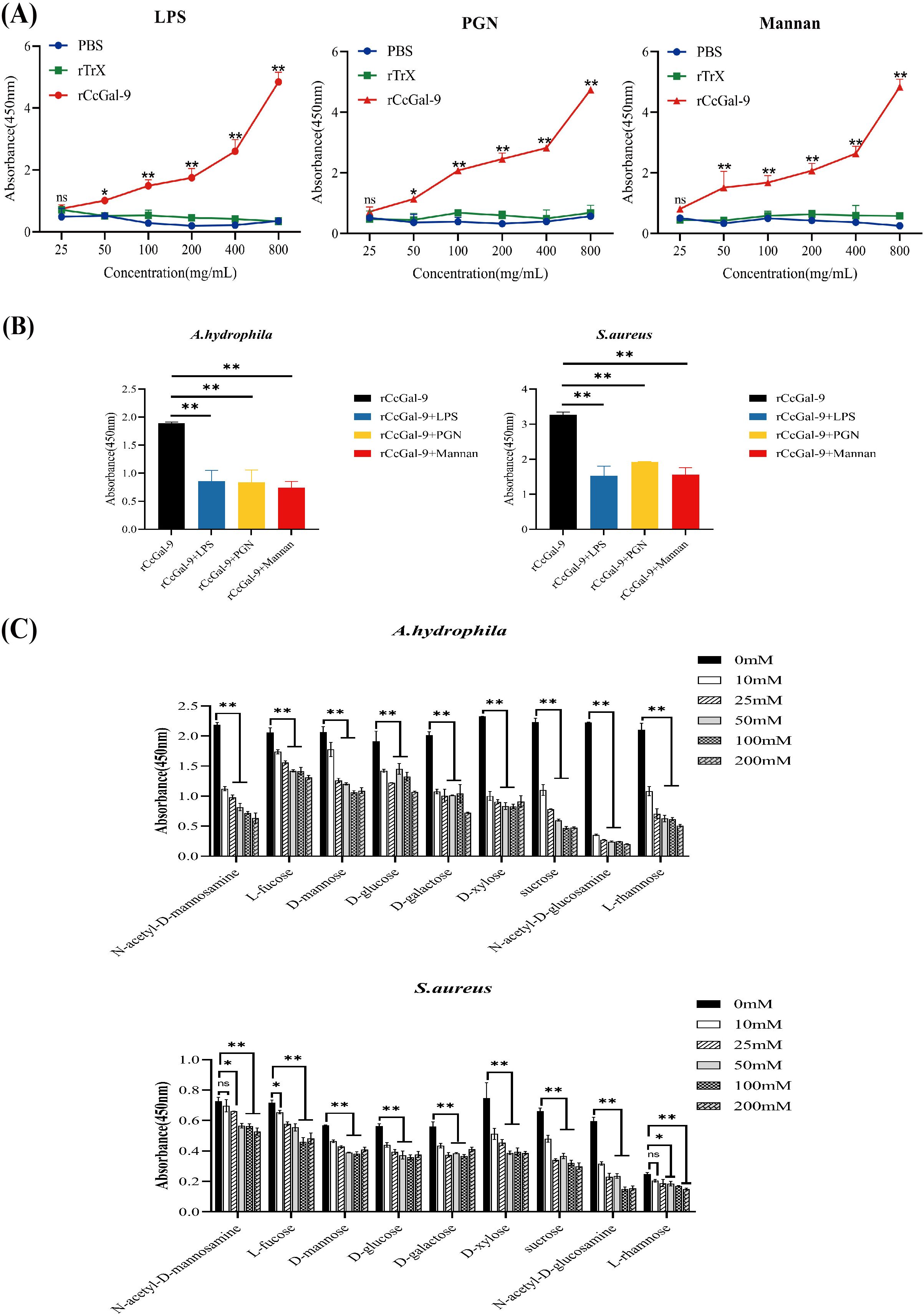 Graphs showing experimental results. (A) Line charts displaying absorbance at 450 nm with increasing concentrations (25 mg/mL to 800 mg/mL) of LPS, PGN, and Mannan. rCcGal-9 shows increased absorbance compared to PBS and rTX. (B) Bar graphs for A. hydrophila and S. aureus display absorbance differences with rCcGal-9 alone and with LPS, PGN, and Mannan treatments. (C) Bar graphs show absorbance for A. hydrophila and S. aureus with varying concentrations of several sugars, highlighting significant differences based on concentration. Statistical significance indicated by asterisks.