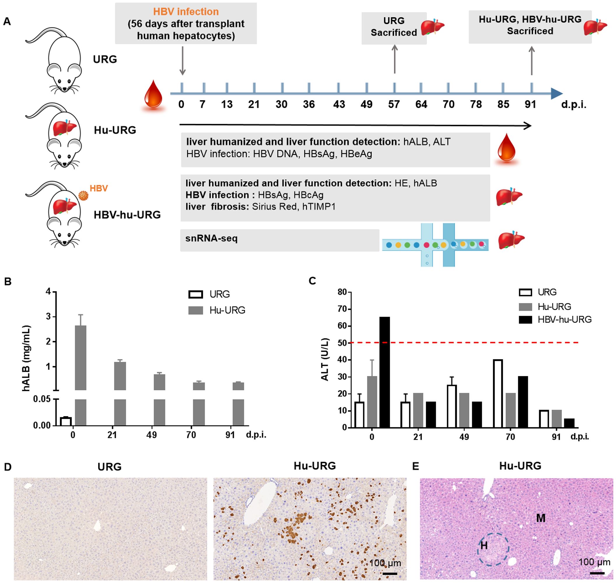 Diagram showing an experiment with mouse models for liver humanization and HBV infection. Panel A presents a timeline of the procedure involving URG, Hu-URG, and HBV-hu-URG mice, with highlight on infection and liver assessments. Panel B displays a bar graph showing hALB levels over various days post-infection, comparing URG and Hu-URG mice. Panel C shows ALT levels in URG, Hu-URG, and HBV-hu-URG mice, with a dashed red line indicating a threshold. Panels D and E provide liver tissue images from URG and Hu-URG mice, showing human albumin and fibrosis respectively. Scale bars are marked at 100 micrometers.