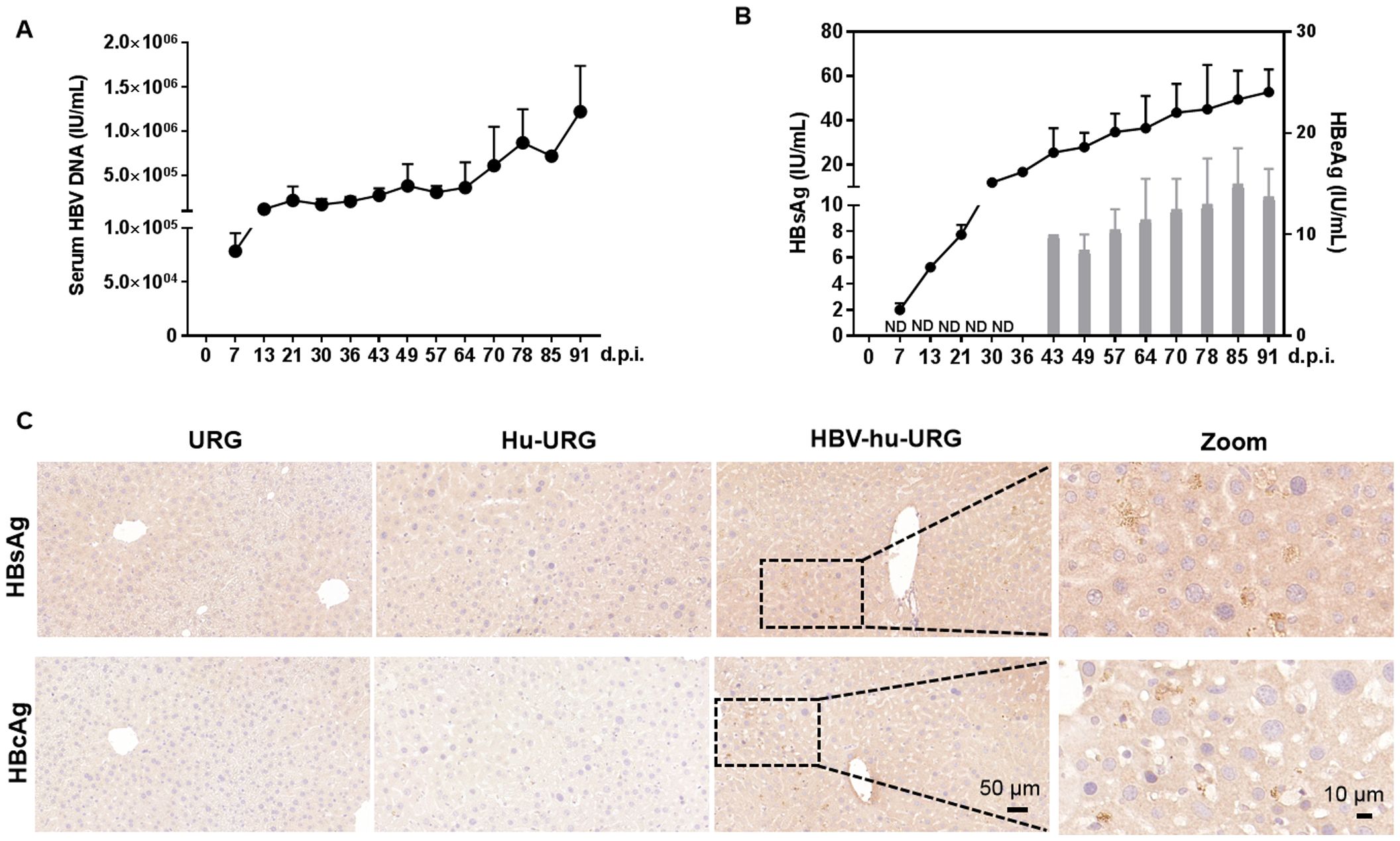 Graphs and images depicting HBV infection analysis. Chart A shows an increase in serum HBV DNA over time in IU per mL. Chart B displays levels of HBsAg and HBeAg, showing an upward trend in HBeAg and stable HBsAg levels. Panel C presents liver tissue immunohistochemistry images for HBsAg and HBcAg across different conditions: URG, Hu-URG, and HBV-hu-URG. The HBV-hu-URG samples show marked antigen presence, highlighted in the zoomed sections. Scale bars indicate 50 micrometers and 10 micrometers for detailed views.