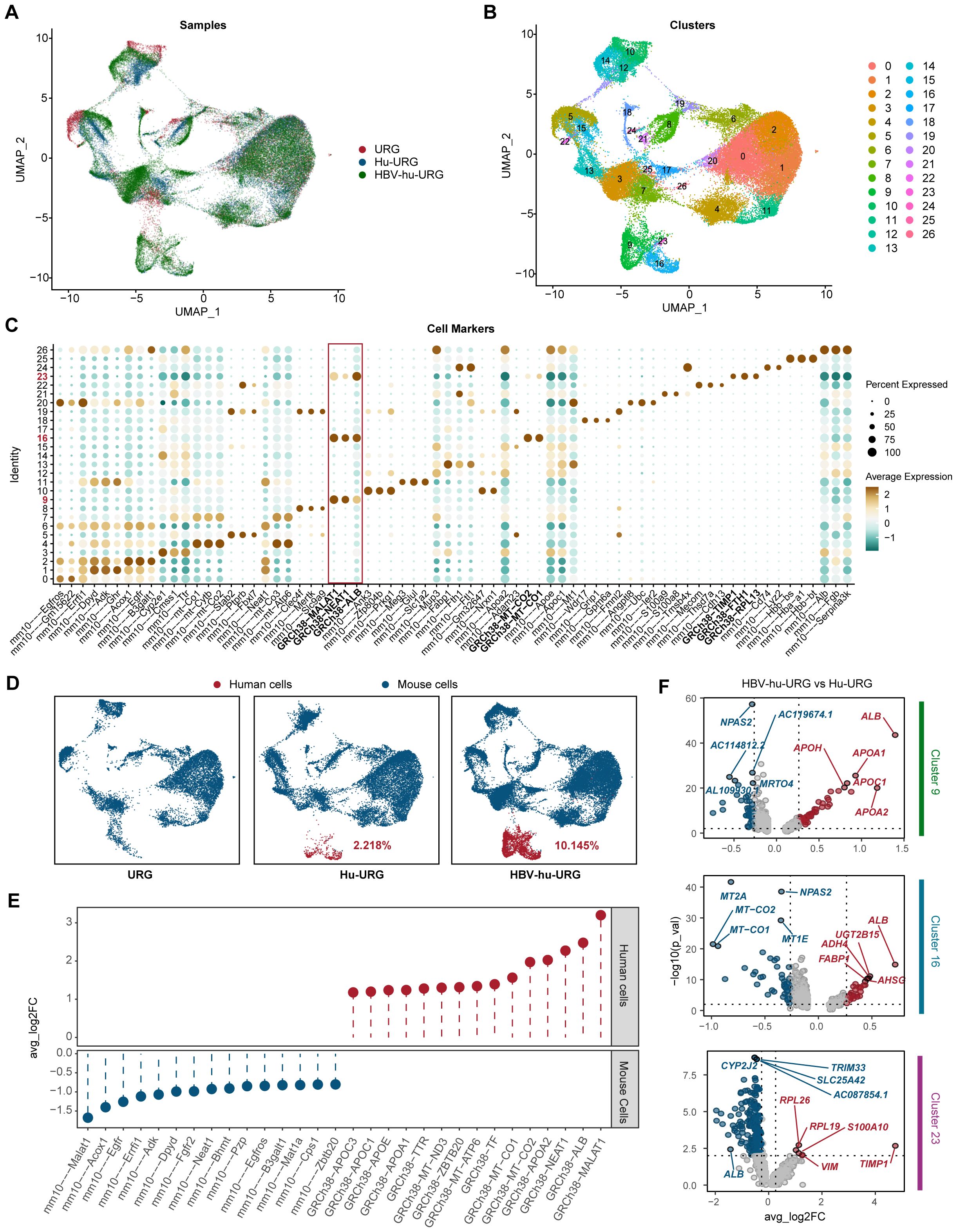 Panel A displays a UMAP plot categorizing samples: URG, HU-URG, and HBV-hu-URG. Panel B showcases clusters with various colors indicating different clusters. Panel C is a dot plot of cell markers with percent expressed and average expression levels. Panel D consists of UMAP plots showing human and mouse cells in URG, Hu-URG, and HBV-hu-URG groups, with percentages for each. Panel E is a bar graph comparing human and mouse cell average log fold changes. Panel F presents scatter plots of gene expression differences between HBV-hu-URG and Hu-URG, highlighting clusters 9, 16, and 23.