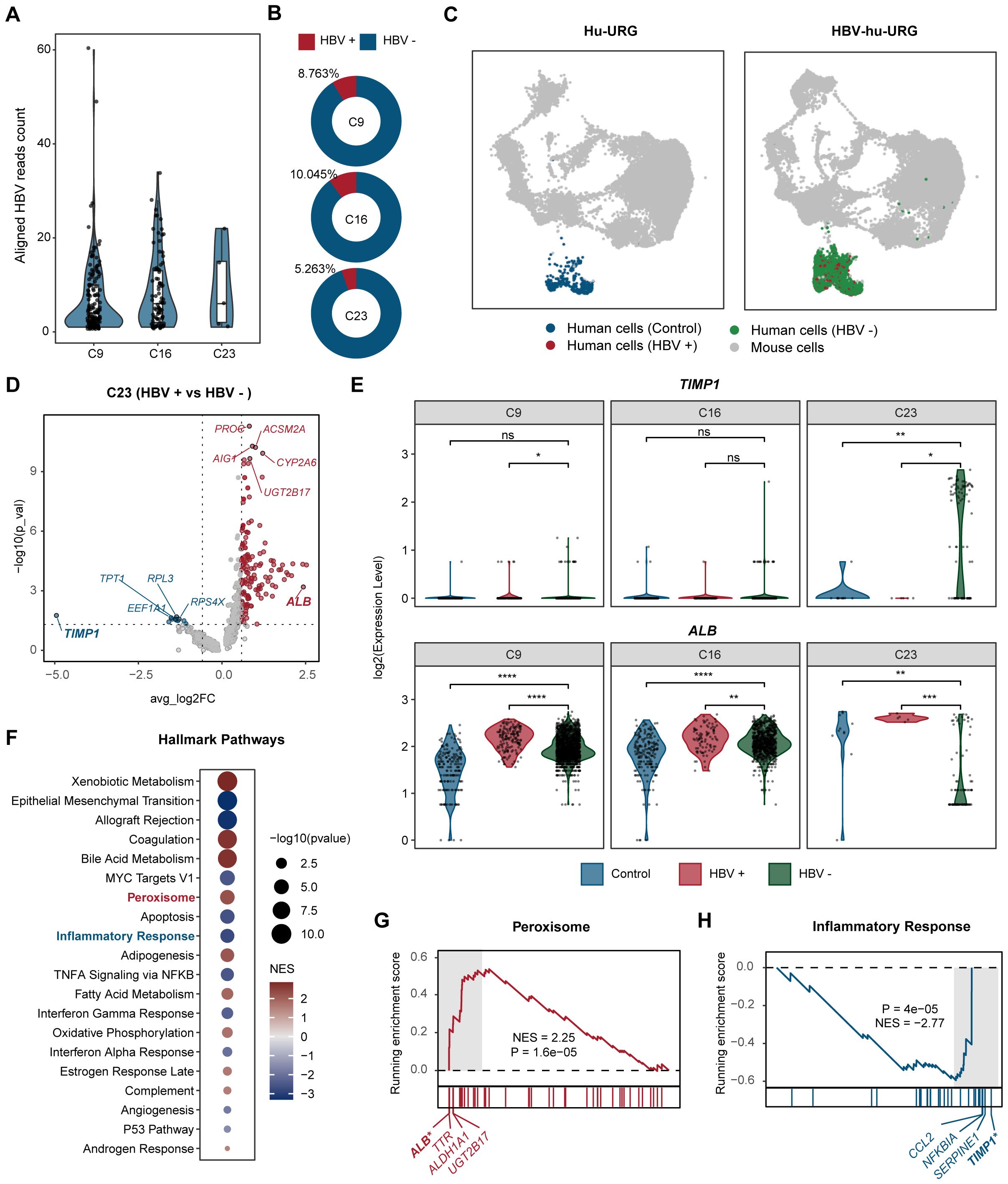 Scientific data visualization comprising multiple panels: A) Violin plots showing aligned HBV reads count for C9, C16, and C23. B) Donut charts displaying HBV+ proportions in C9, C16, and C23. C) Two-dimensional plots illustrating cell distributions in Hu-URG and HBV-hu-URG conditions. D) Volcano plot highlighting differentially expressed genes between HBV+ and HBV- in C23. E) Violin plots of TIMP1 and ALB expression levels across C9, C16, and C23. F) Dot plot showing hallmark pathways with color representing normalized enrichment scores (NES). G and H) Running enrichment score plots for peroxisome and inflammatory response pathways, respectively.