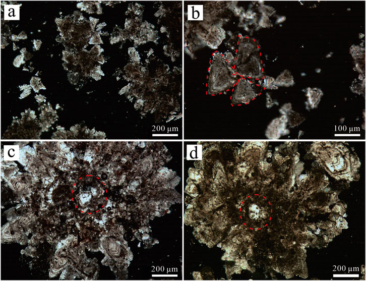Microscopic images of crystalline structures. Image a shows scattered clusters with varying shapes. Image b highlights three triangular formations outlined in red. Image c displays a dense cluster with a circular center marked in red. Image d features a similar formation also with a red circle at the center. Measurement scales indicate sizes of 100 and 200 micrometers.