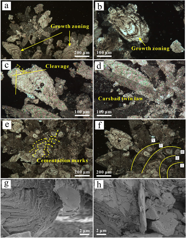 Thin section and scanning electron microscope images of crystal formations display various features. Image a shows growth zoning at 200 micrometers scale. Image b highlights growth zoning at 100 micrometers. Image c indicates cleavage with an angle labeled at 100 micrometers. Image d displays Carlsbad twin law at 100 micrometers. Image e reveals cementation marks at 200 micrometers. Image f shows labeled growth stages from I to V at 200 micrometers. Image g presents detailed textures at 2 micrometers. Image h captures surface irregularities at 2 micrometers.