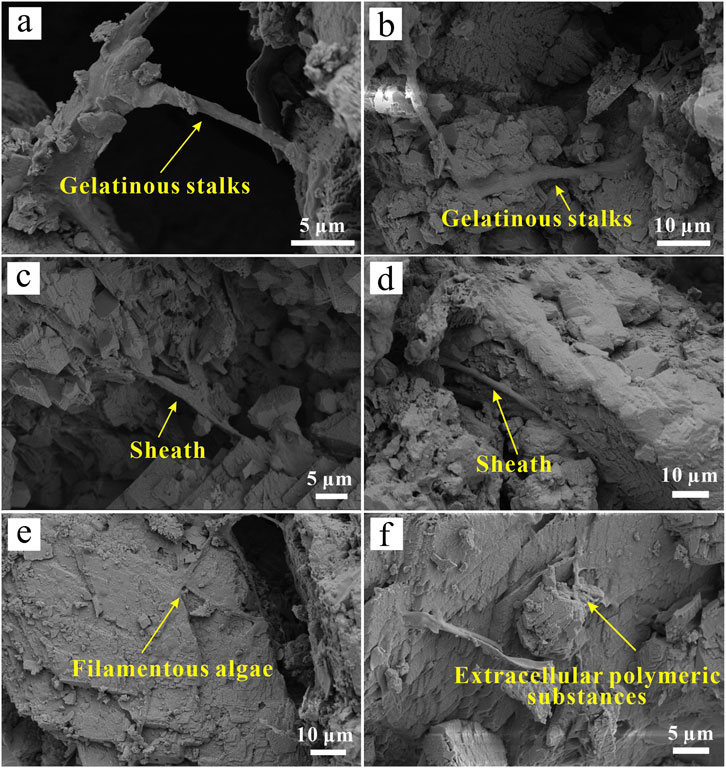 Six panels show microscopic views of different structures. Panel (a) and (b) depict gelatinous stalks. Panels (c) and (d) show sheath structures. Panel (e) displays filamentous algae. Panel (f) captures extracellular polymeric substances. Each panel contains a measurement scale for reference.