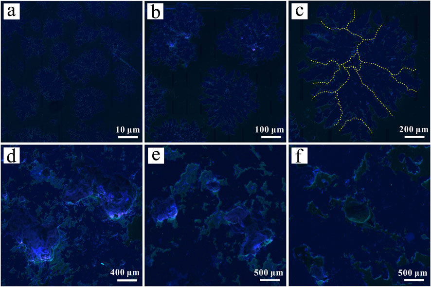 Six panels labeled a to f, each showing blue-purple fluorescent microscopic images. Panels a, b, and c display patterns resembling clusters with varying densities and sizes, accompanied by scale bars indicating 10, 100, and 200 micrometers. Panel c includes dotted yellow lines emphasizing certain features. Panels d, e, and f show irregular shapes and patterns with scale bars of 400 and 500 micrometers.