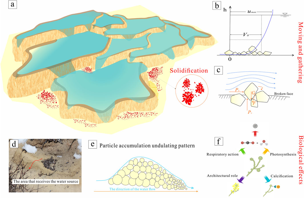 Diagram illustrating water flow and sedimentation processes, divided into sections: (a) shows a layered water body with solidification areas, (b) depicts a graph with moving and gathering dynamics, (c) illustrates pressure forces on particles, (d) features a photo indicating a water source area, (e) shows a particle accumulation pattern, and (f) displays biological effects like photosynthesis and calcification.