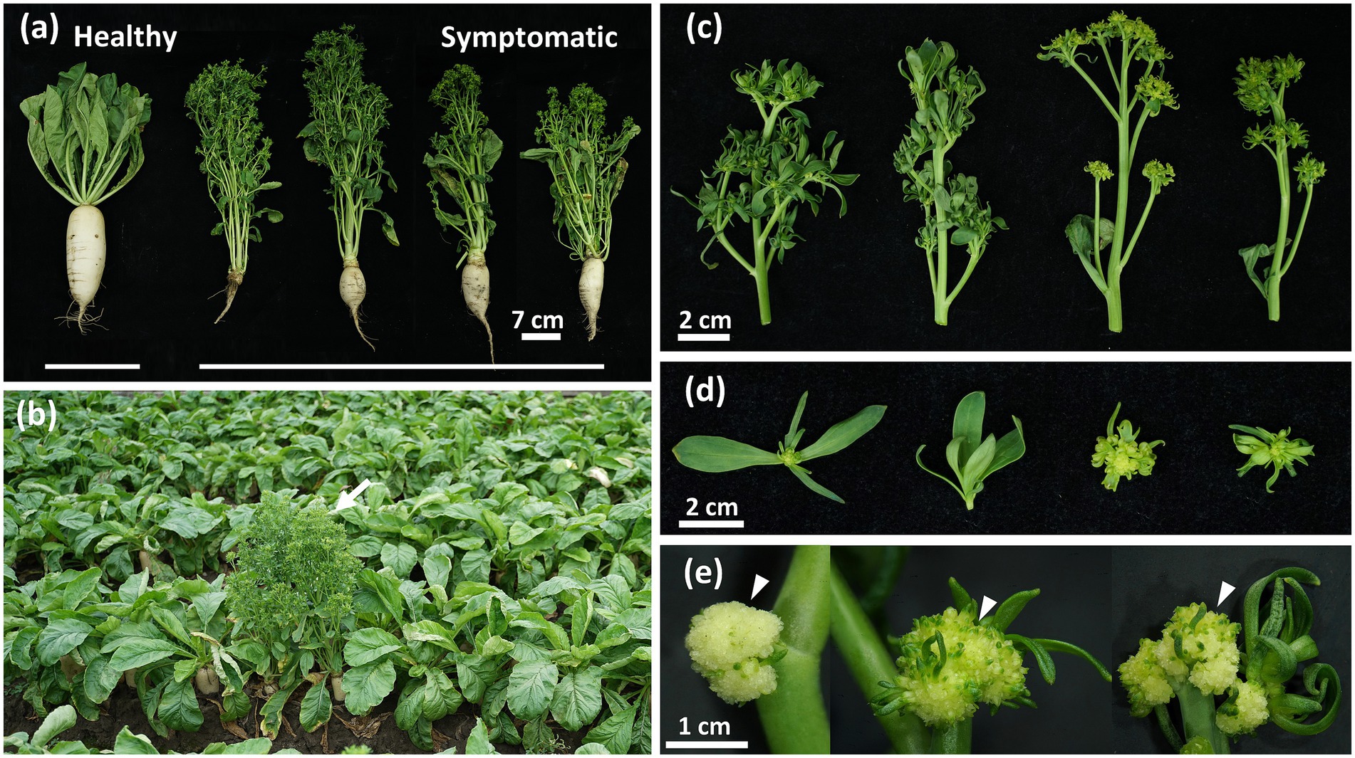 Various images display daikon radish plants under different conditions. (a) Shows healthy and symptomatic plants with noticeable differences. (b) Depicts a field with a symptomatic plant indicated by an arrow. (c) Features close-ups of symptomatic stems and leaves. (d) Shows detailed views of young symptomatic leaves and buds. (e) Highlights enlarged symptomatic flower formations marked with arrows, indicating abnormal development. White scale bars indicate measurements for comparison.