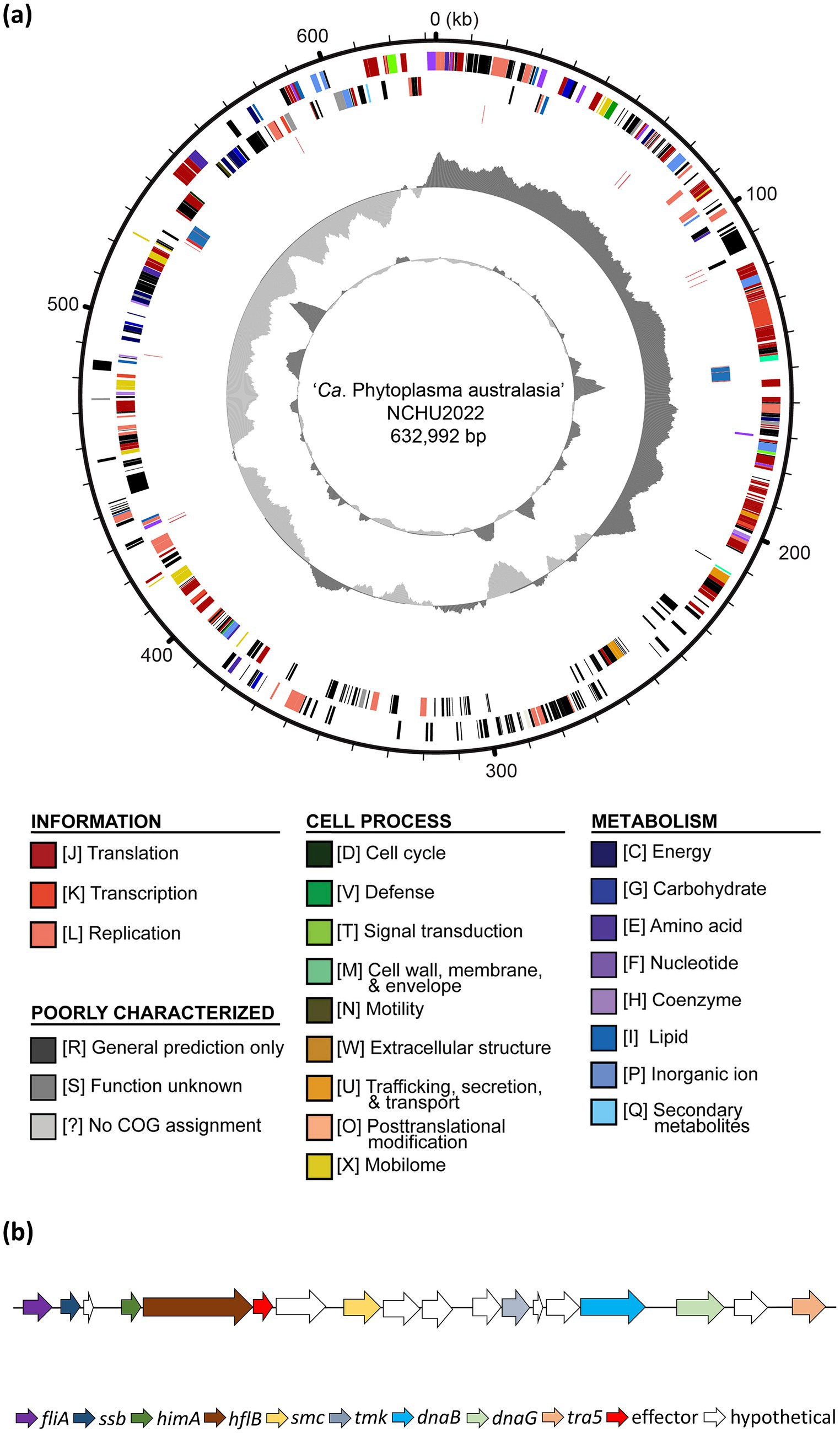 Circular genome map of `'Ca. Phytoplasma australasia' NCHU2022`, 632,992 base pairs, showing color-coded functional categories. A key indicates translation, transcription, and other processes. Panel (b) displays a gene cluster with arrows representing gene orientations, including fliA, ssb, himA, and others.
