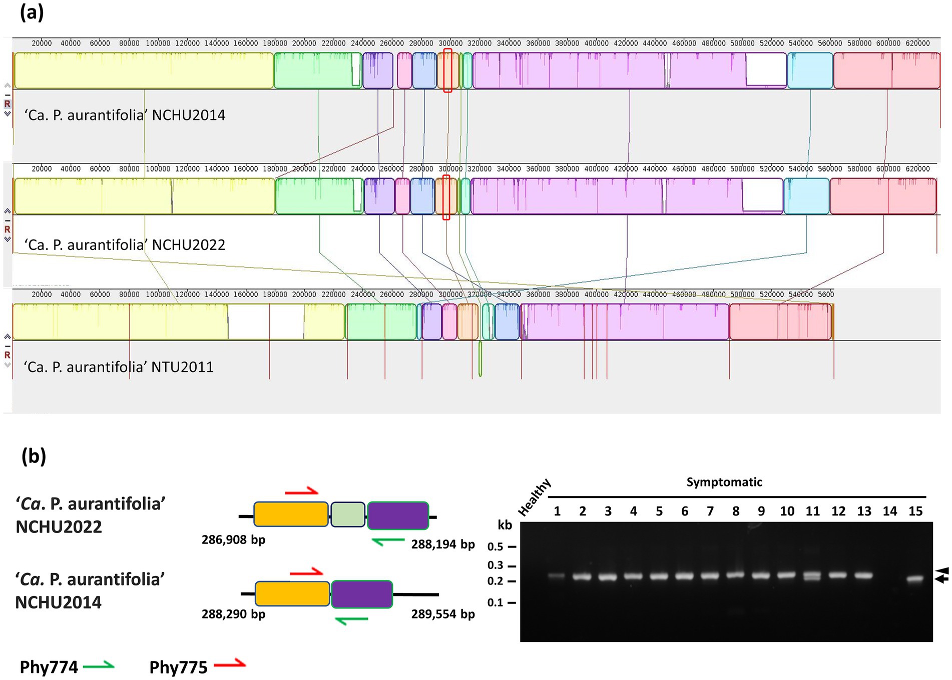 (a) Comparative genomic alignment of three 'Ca. P. aurantifolia' strains: NCHU2014, NCHU2022, and NTU2011, showing colored blocks representing shared genomic regions and differences. (b) Diagram showing genomic structures for NCHU2022 and NCHU2014 with labeled base pairs and directional arrows. Adjacent is a gel electrophoresis image demonstrating DNA bands from healthy and symptomatic samples.