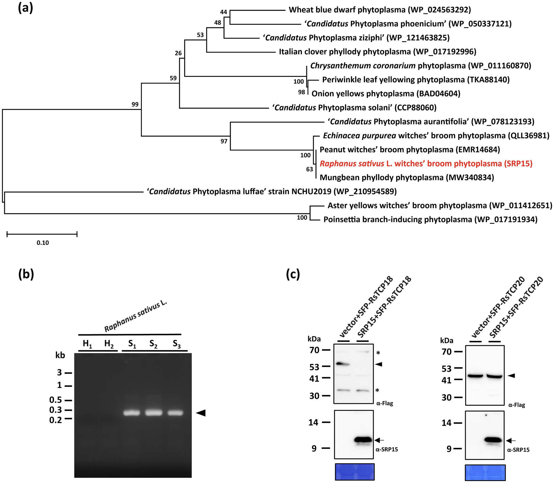 (a) Phylogenetic tree showing relationships among various phytoplasma species with bootstrap values. (b) Gel electrophoresis image showing DNA bands for *Raphanus sativus L.* samples labeled H1, H2, S1, S2, S3, indicating molecular weights. (c) Western blot analysis showing protein bands at various molecular weights marked with arrows and asterisks for different constructs, including vector and SPR15, analyzed with α-Flag and α-SRP15 antibodies.