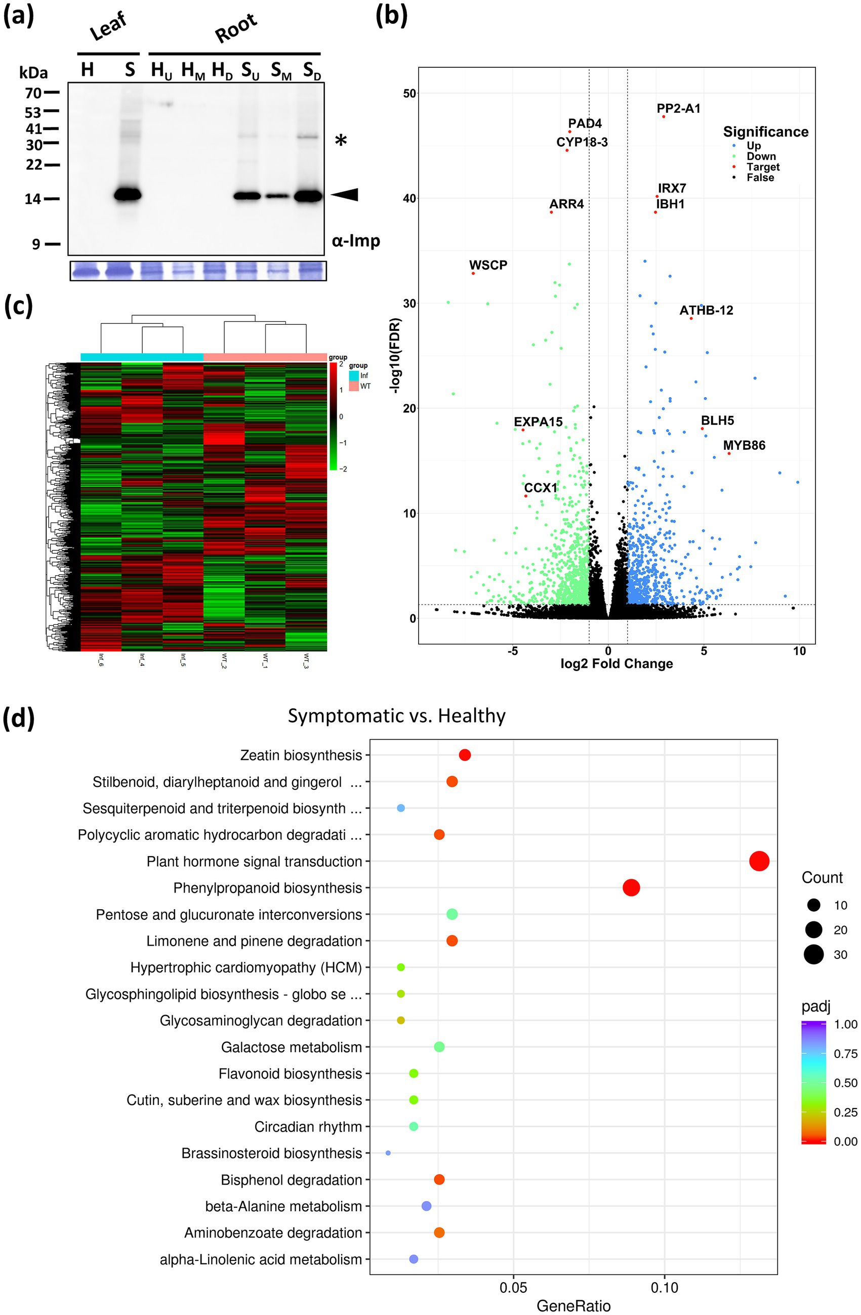 (a) Western blot showing protein expression in leaf and root samples labeled with specific antibodies. (b) Volcano plot illustrating gene expression changes between conditions, with labeled significant genes. (c) Heatmap displaying hierarchical clustering of gene expression data across samples. (d) Dot plot showing functional enrichment analysis results between symptomatic and healthy samples, highlighting biological processes and pathways.