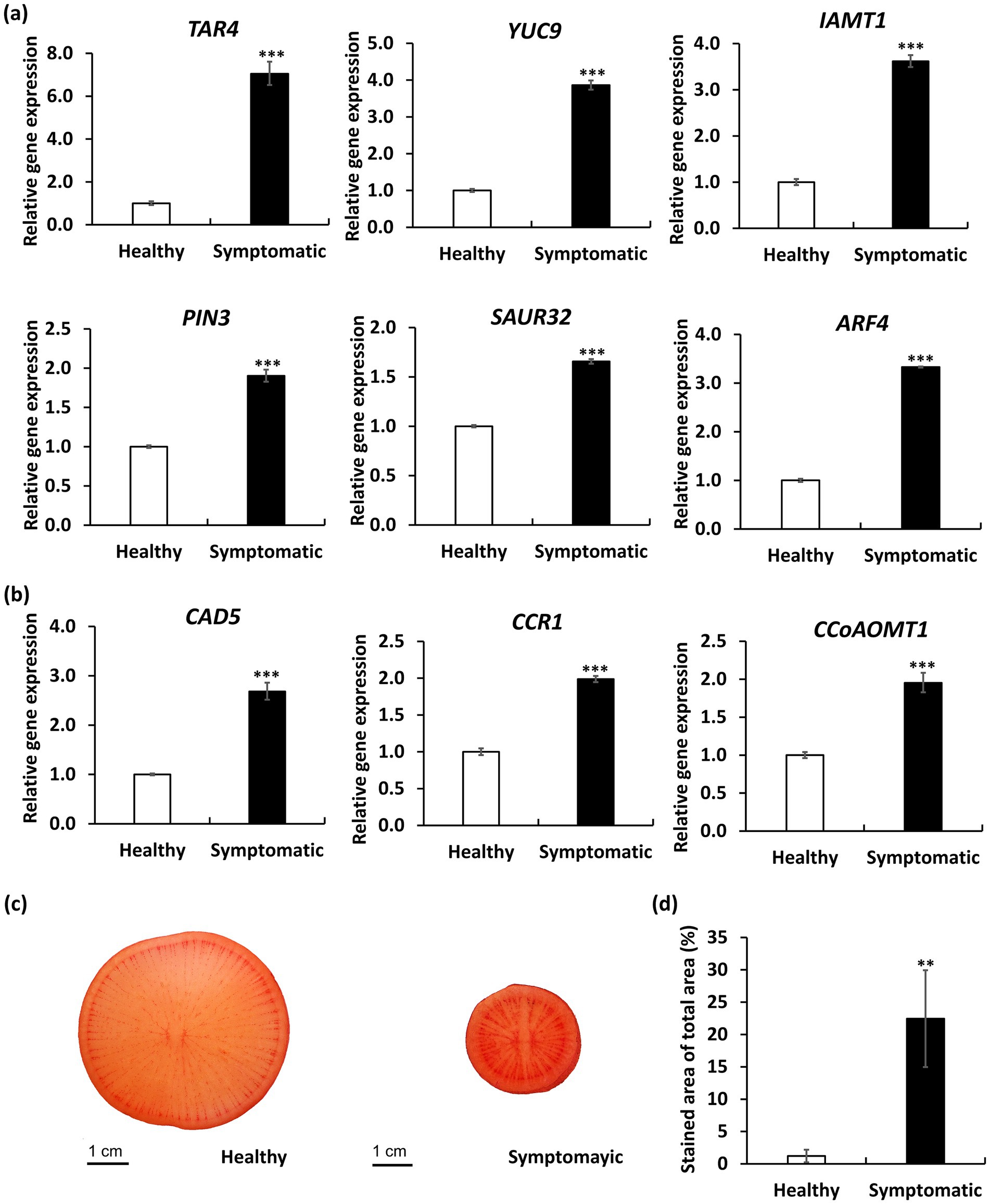 (a) Bar graphs show increased relative gene expression in symptomatic samples compared to healthy ones for genes TAR4, YUC9, IAMT1, PIN3, SAUR32, and ARF4. (b) Genes CAD5, CCR1, and CCoAOMT1 also have higher expression in symptomatic samples. (c) Cross-sections of healthy and symptomatic samples, with the symptomatic one smaller. (d) Bar graph of stained area percentage shows larger stained area in symptomatic samples compared to healthy, indicating greater symptom severity. Scale bars represent 1 cm.