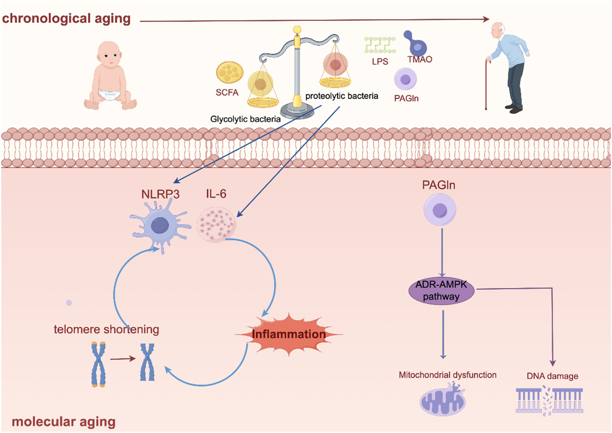 Diagram illustrating chronological and molecular aging. At the top, a baby progresses to an elderly person, representing chronological aging. Glycolytic and proteolytic bacteria influence biological processes, with components like SCFA, LPS, TMAO, and PAGln. Below, molecular aging is shown with NLRP3 and IL-6 affecting inflammation and telomere shortening, leading to mitochondrial dysfunction and DNA damage via the PAGln and ADR-AMPK pathway.