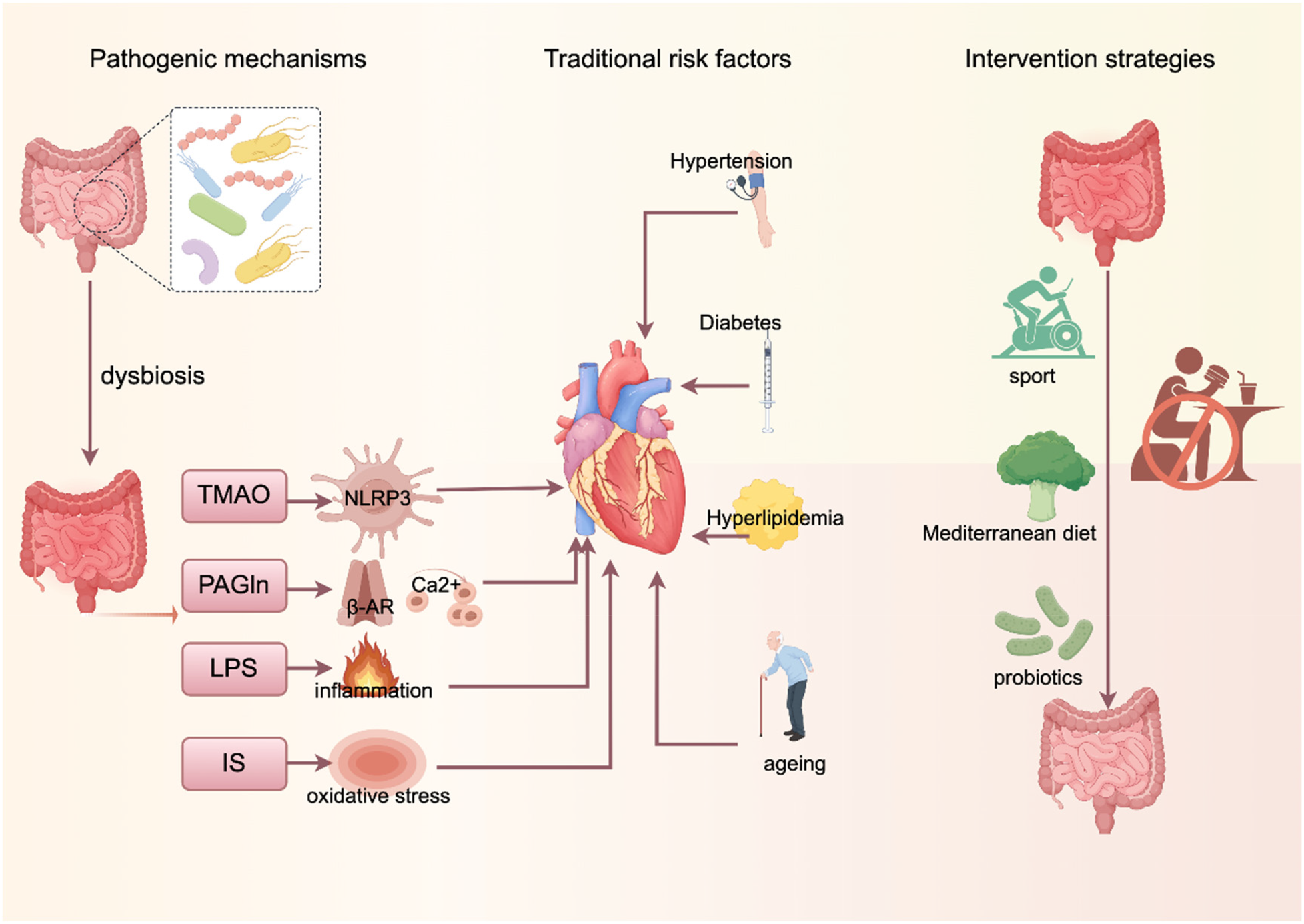 Diagram illustrating the interconnections between the gut, heart health, pathogenic mechanisms, traditional risk factors, and intervention strategies. Dysbiosis in the gut leads to the production of harmful compounds like TMAO, PAGln, LPS, and IS, impacting the heart via inflammation and oxidative stress. Risk factors include hypertension, diabetes, hyperlipidemia, and aging. Intervention strategies like sports, a Mediterranean diet, and probiotics target gut health to reduce these risks and support heart health.