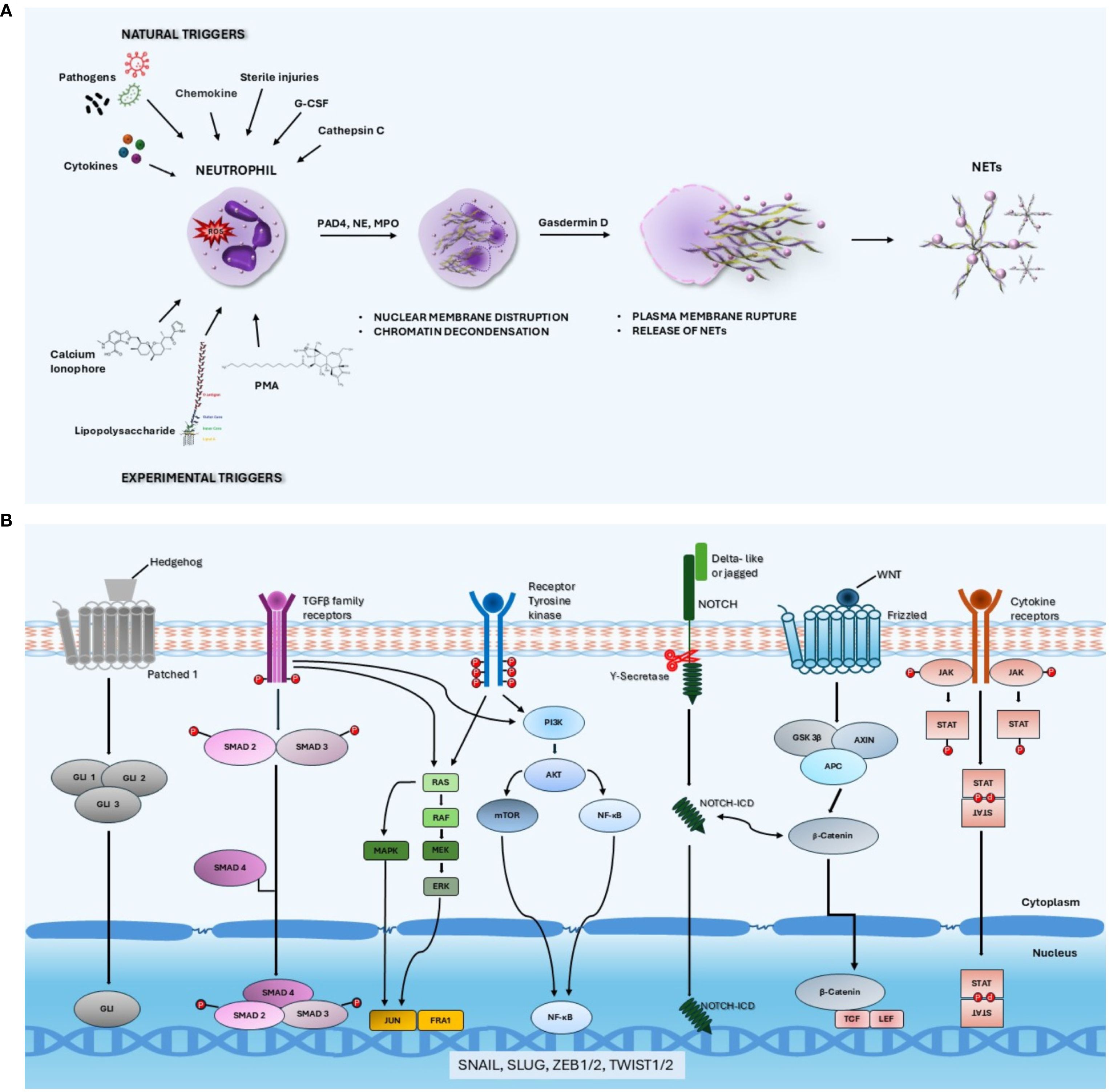 Diagram illustrating two processes: Panel A details the formation of neutrophil extracellular traps (NETs) triggered by natural and experimental factors, leading to nuclear membrane disruption and plasma membrane rupture. Panel B shows signaling pathways, including Hedgehog, TGF-β, receptor tyrosine kinase, Notch, Wnt, and cytokine pathways, emphasizing interactions and transcription factor activation within a cell.