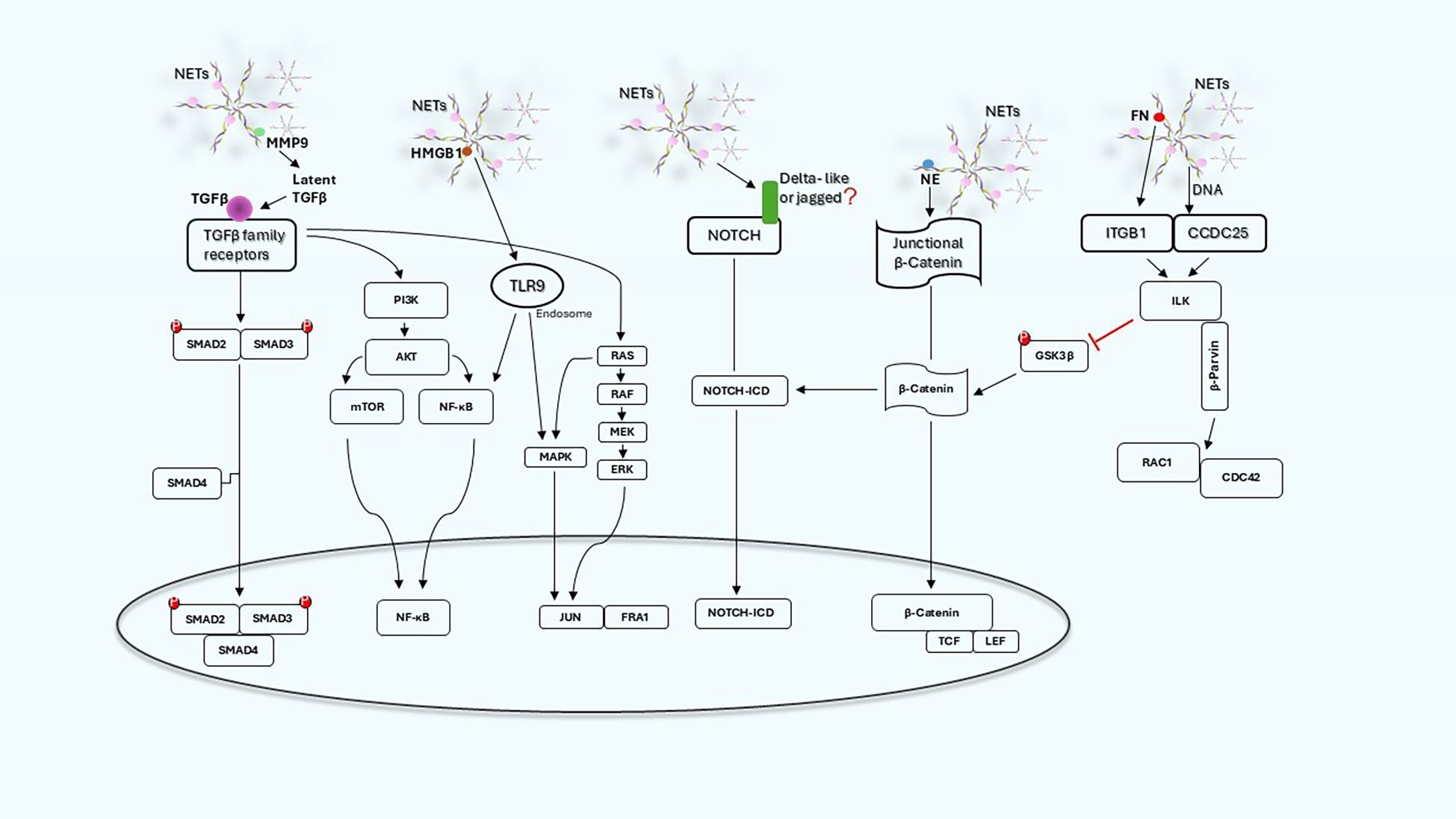 Diagram depicting interactions of NETs (Neutrophil Extracellular Traps) with membrane receptors such as TGFbeta,Notch, ITGB1, CCDC25 and other molecules such as junctional beta-catenin and TLR9, potentially involved in NET-mediated activation of epithelial-mesenchymal transition. Arrows indicate activation or inhibition.