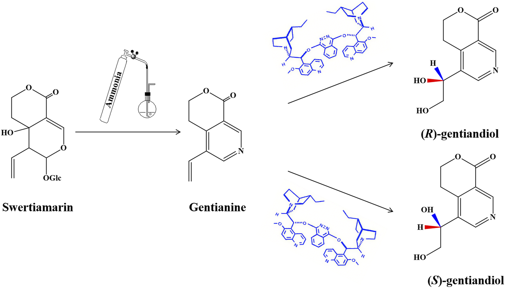 Chemical reaction diagram showing the conversion of Swertiamarin to Gentianine using ammonia. Gentianine is further transformed into (R)-gentiandiol and (S)-gentiandiol, with chemical structures displayed for each compound.