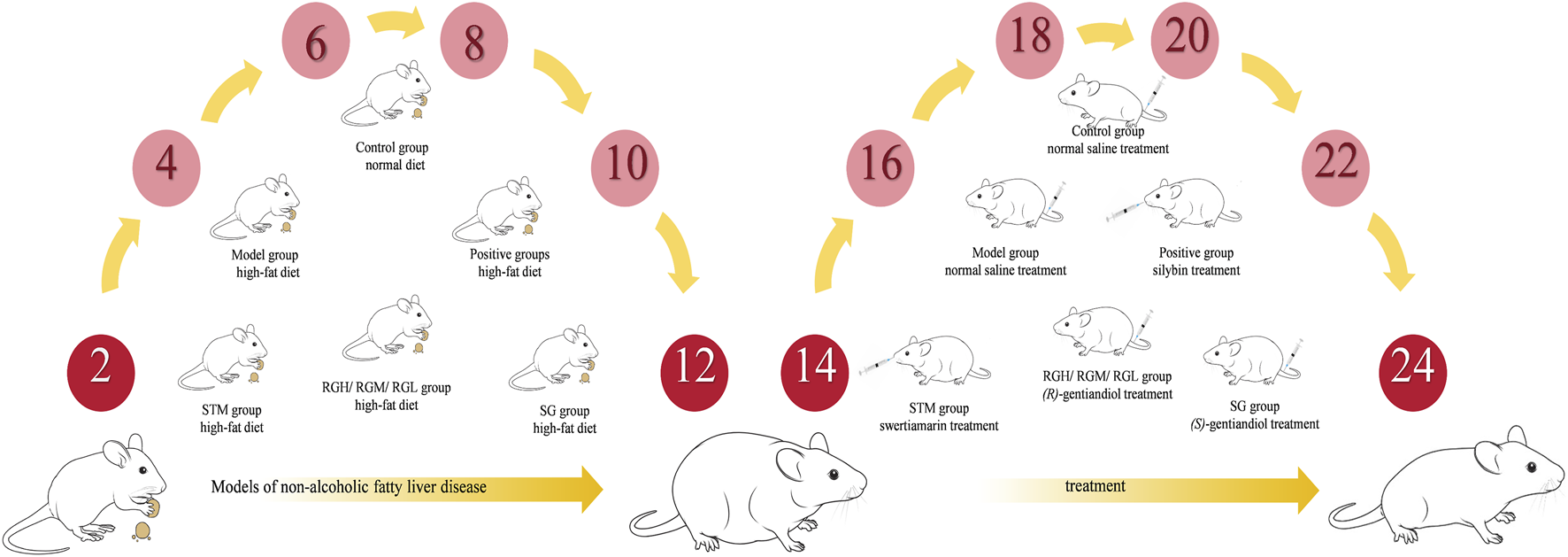 Diagram showing a study timeline with mice models for non-alcoholic fatty liver disease. Days are marked as circles: 2, 4, 6, 8, 10, 12, 14, 16, 18, 20, 22, and 24. Different mouse groups receive treatments: high-fat diet, swertiamarin, and gentianidiol variants, with treatments starting on day 14. Control and model groups receive saline. Treatment impacts are indicated through diet and injection symbols, along with arrows demonstrating the study's progression.