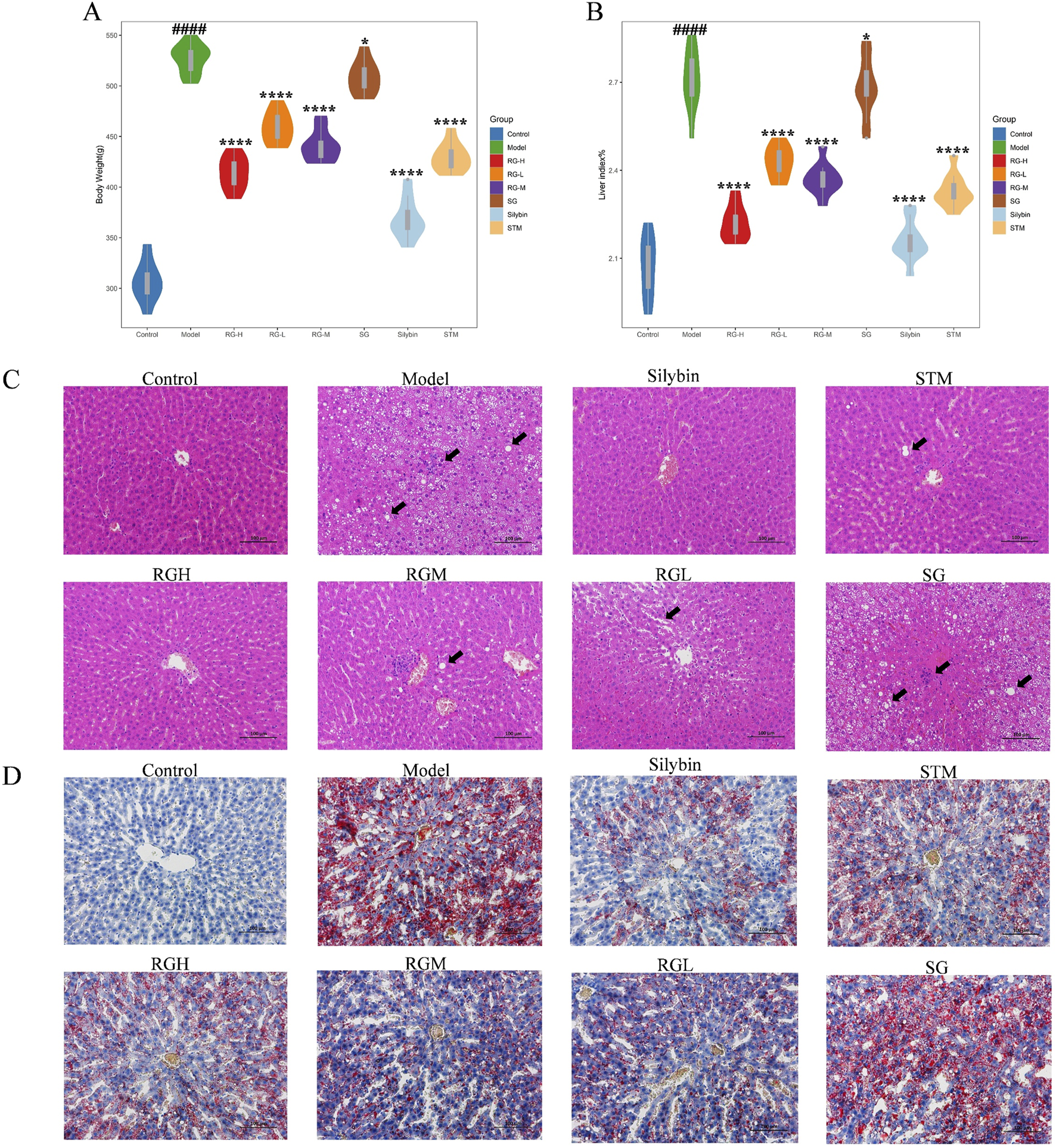 Graphs and histology images depict liver-related data across different groups. A: Violin plot showing body weight across eight groups using varied colors.B: Similar plot showing liver weight differences among the same groups.C: Microscopic images of liver tissue stained with hematoxylin and eosin for each group, highlighting structural differences.D: Additional microscopic images stained with a different method, also detailing variations across the groups. Each image is labeled with its corresponding group.