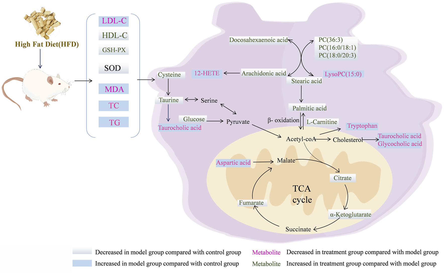 Illustration showing the metabolic pathways in a rodent model fed a high-fat diet. It includes a diagram of a mouse linked to metabolic markers such as LDL-C, HDL-C, SOD, MDA, TC, and TG. Metabolites like cysteine, taurine, glucose, arachidonic acid, stearic acid, palmitic acid, and L-carnitine are shown interacting in pathways. The TCA cycle is labeled with compounds such as citrate, malate, and fumarate. Color coding indicates increases or decreases in metabolite levels and effects in different groups.
