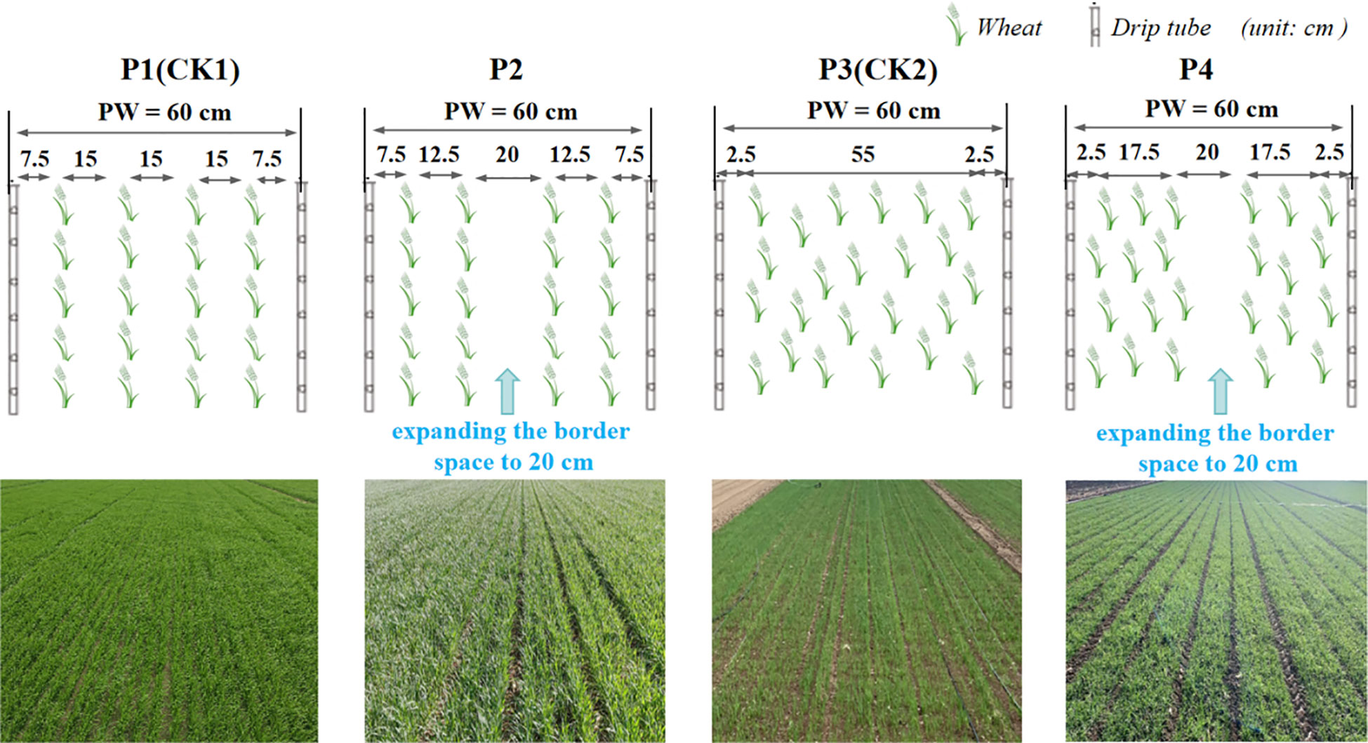 Four diagrams illustrate wheat planting patterns with drip tubes, labeled P1(CK1), P2, P3(CK2), and P4, each with a planting width of 60 centimeters. Spacing varies by row, with arrows indicating expansion to 20 centimeters in P2 and P4. Below each diagram are images of the corresponding wheat fields, showing differing growth densities.