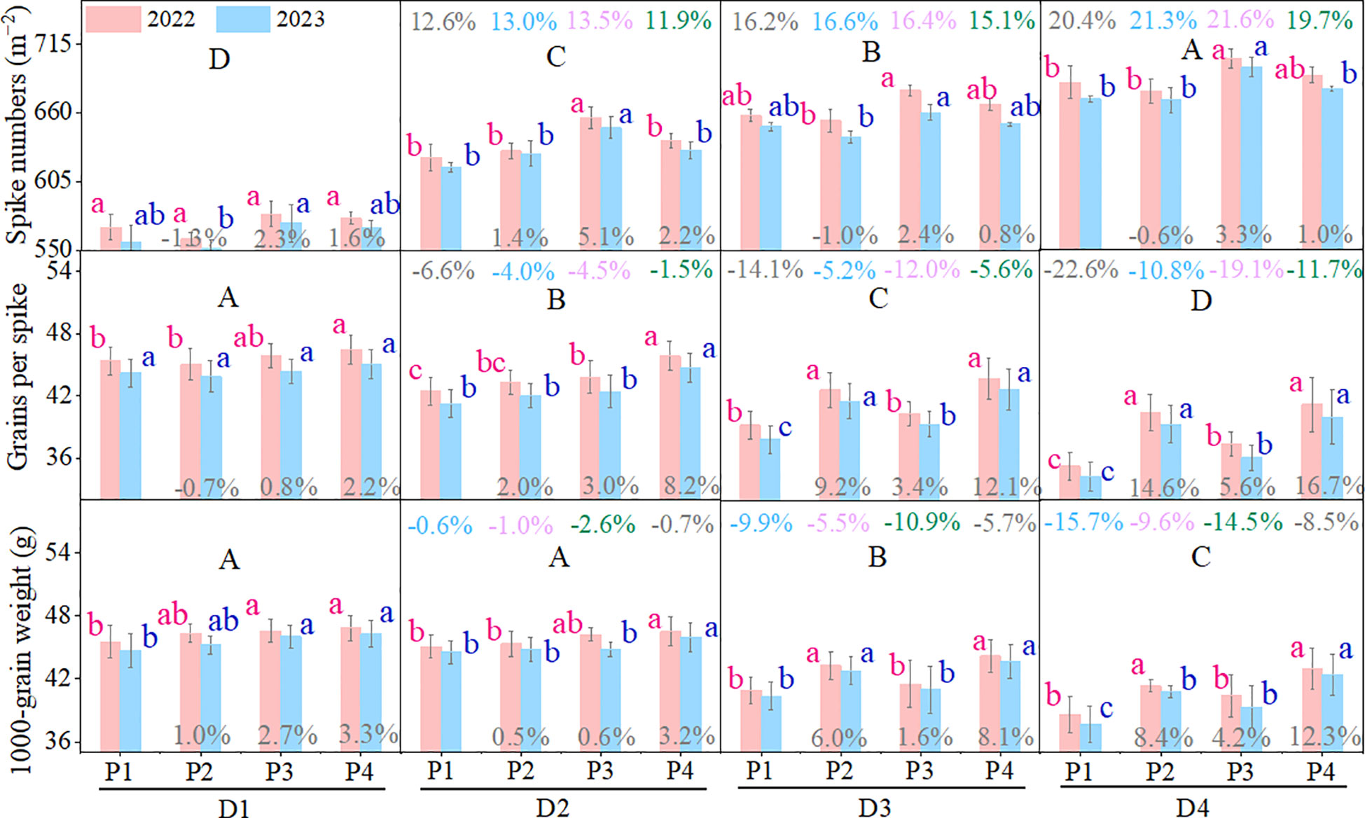 Bar charts displaying data from 2022 and 2023 for spike numbers, grains per spike, and 1000-grain weight across different conditions labeled D1 to D4. Bars are color-coded with red for 2022 and blue for 2023, and percentages indicate changes over time. Statistical significance is noted with letters above the bars. Each section shows data for P1 to P4 conditions within the broader categories, highlighting variations between years and conditions.