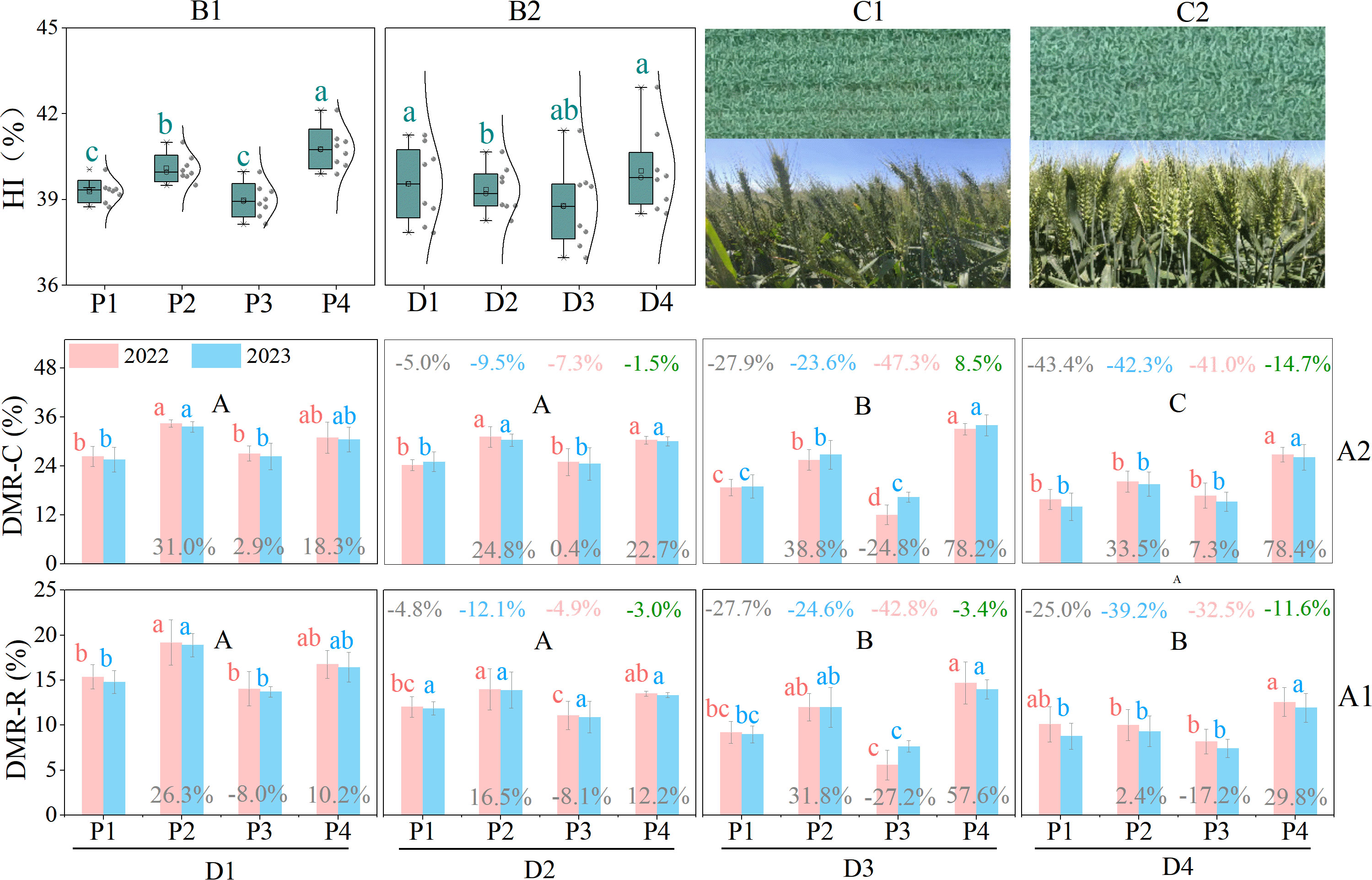 Box plots and bar graphs analyzing data for 2022 and 2023 across different plots labeled P1 to P4 and D1 to D4. Box plots in sections B1 and B2 show distribution of percentage HI. Bar graphs in sections A1 and A2 display the percentage DMR-C and DMR-R with associated percentage changes, using color coding for each year. Two images labeled C1 and C2 depict crop fields, highlighting differences in appearance. Statistical letters (a, b, c) denote significant differences between groups.