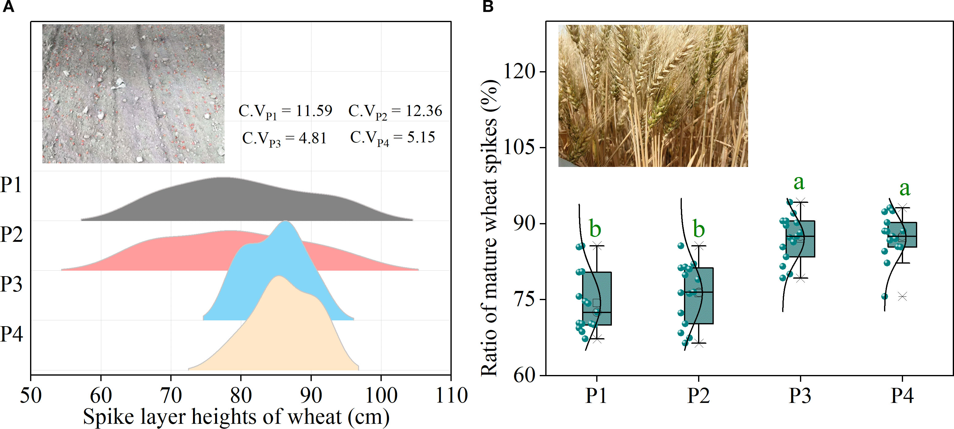 Comparison of wheat spike layer heights and mature wheat spike ratios. Panel A features a ridgeline plot illustrating spike heights in centimeters for groups P1 to P4, with their coefficient of variation values. An inset image shows soil with scattered seeds. Panel B presents a box plot of mature wheat spike ratios expressed in percentage for the same groups, accompanied by an image of mature wheat heads.