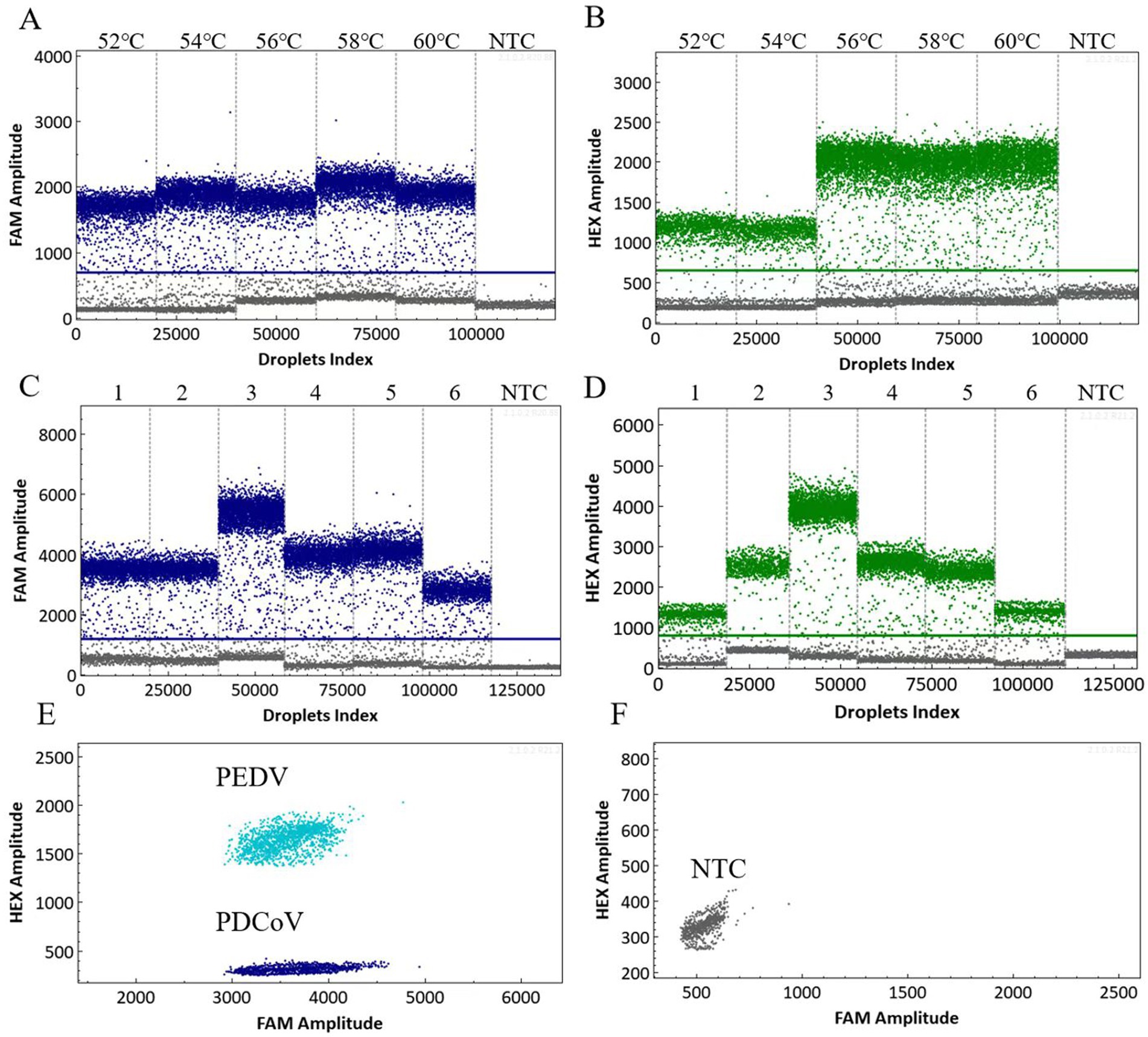 Droplet digital PCR analysis with six panels labeled A to F. Panels A (blue) and B (green) display FAM and HEX amplitude against droplet index, showing temperature variations from fifty-two to sixty degrees Celsius and a no-template control (NTC). Panels C (blue) and D (green) depict amplitude against droplet index, numbered one to six with NTC. Panel E shows a two-dimensional plot of FAM and HEX amplitudes distinguishing PEDV and PDCoV. Panel F displays NTC in a two-dimensional plot.