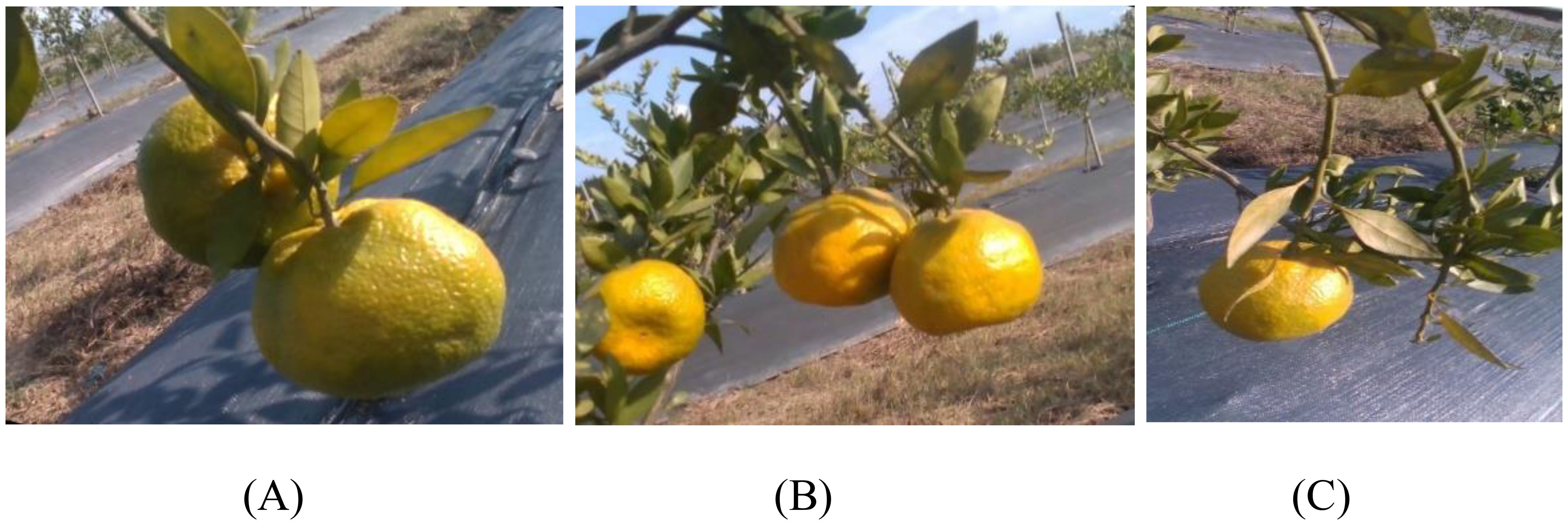 Three images labeled A, B, and C depict citrus fruits hanging from tree branches. A shows greenish-yellow fruit, B displays two bright yellow fruits, and C features a single yellow fruit. The ground is covered with a reflective plastic sheet.