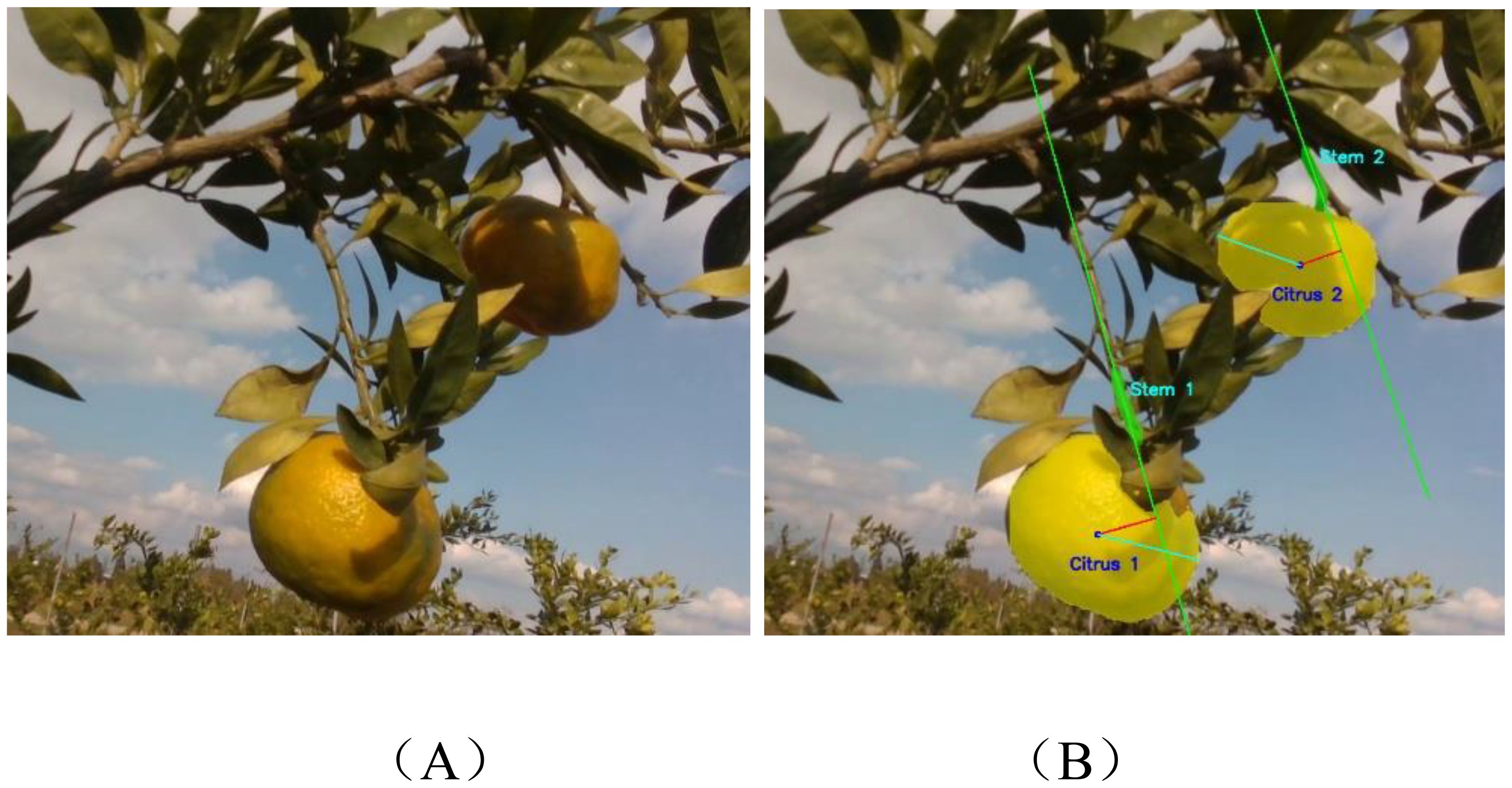 Two images show citrus fruits hanging from a tree branch. Image A displays the fruits naturally. Image B includes annotations with labels indicating “Stem 1,” “Stem 2,” “Citrus 1,” and “Citrus 2,” with lines pointing to respective parts of the fruits and branches.