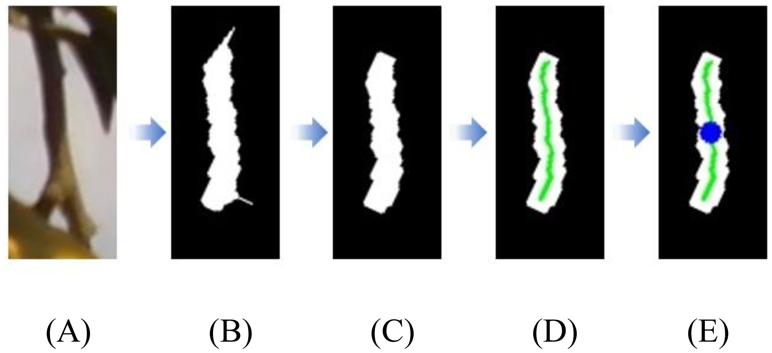 Sequence of images showing the extraction process of a leaf's vein pattern. Panel A shows an original leaf image. Panel B shows a silhouette of the leaf. Panel C refines the shape. Panel D highlights the vein in green. Panel E adds a blue dot highlighting a specific point on the vein.
