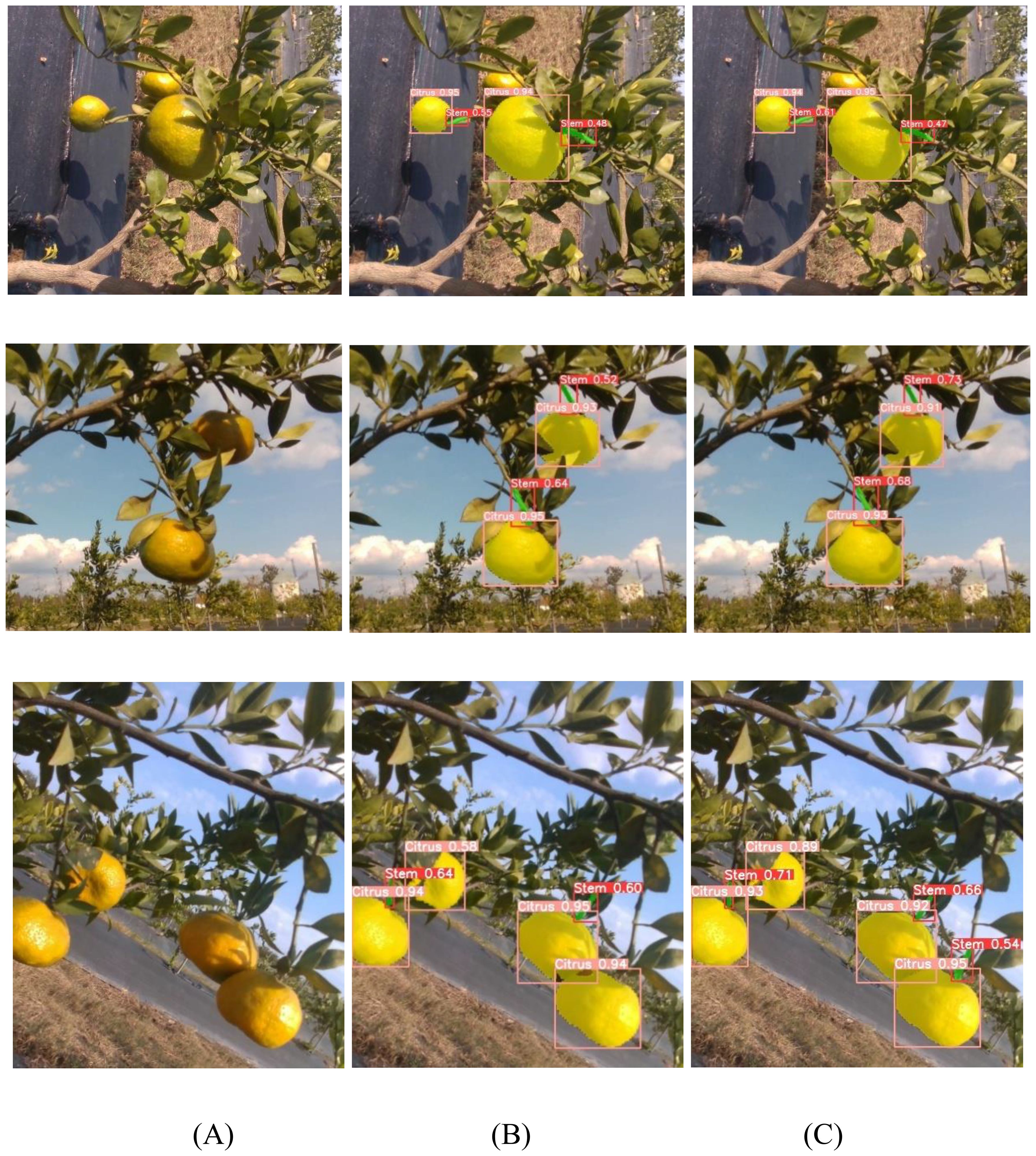Three sets of images labeled A, B, and C depict citrus fruit on trees with AI detection boxes. Each set shows three consecutive images, displaying detection probability scores for stems and citrus fruits. The settings have a rural background with visible markers highlighting the identified fruits and their confidence levels, ranging around 0.5 to 0.9.
