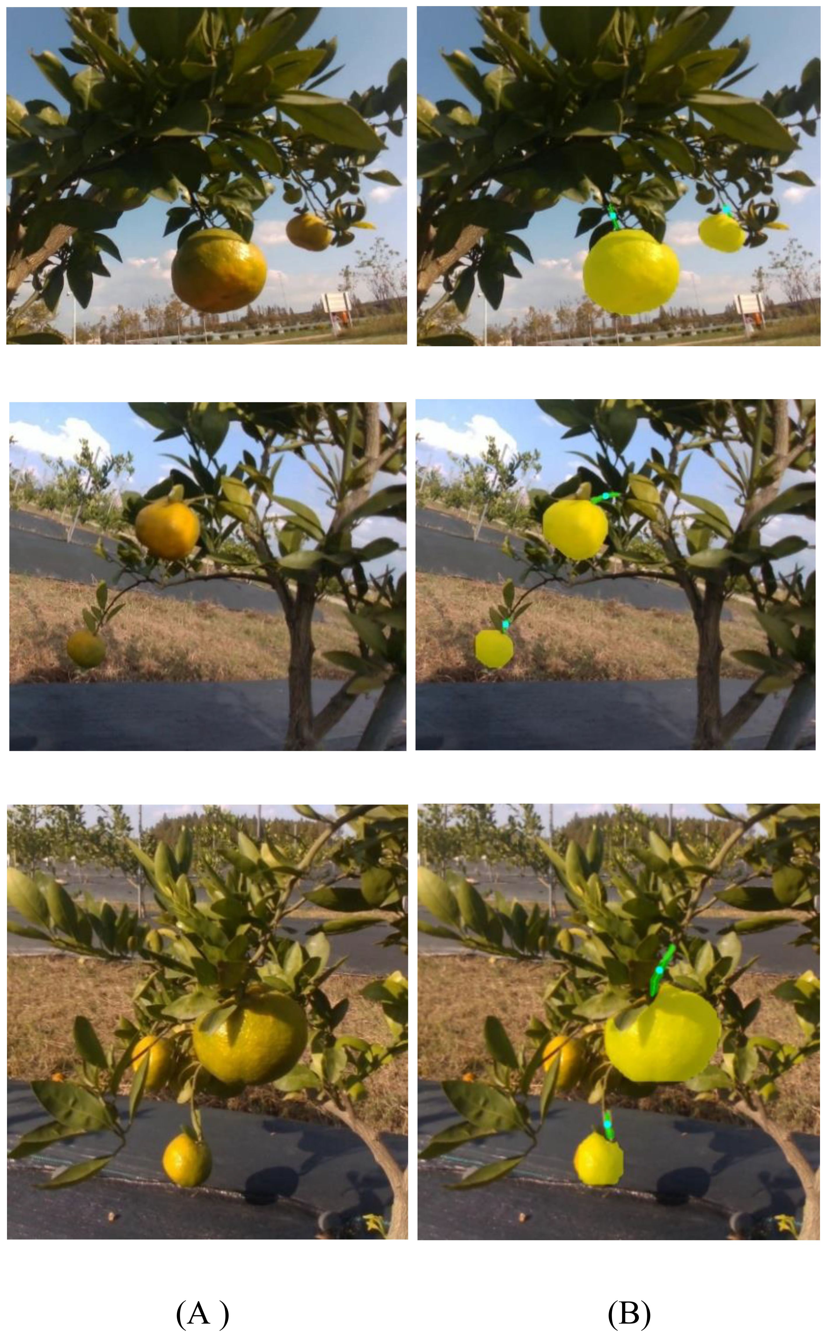 Six-panel image comparing citrus fruit on branches. In each pair, the left image (A) shows fruit naturally while the right image (B) highlights the fruit with green markings. The setting is an outdoor orchard with clear skies and planted rows of citrus trees.