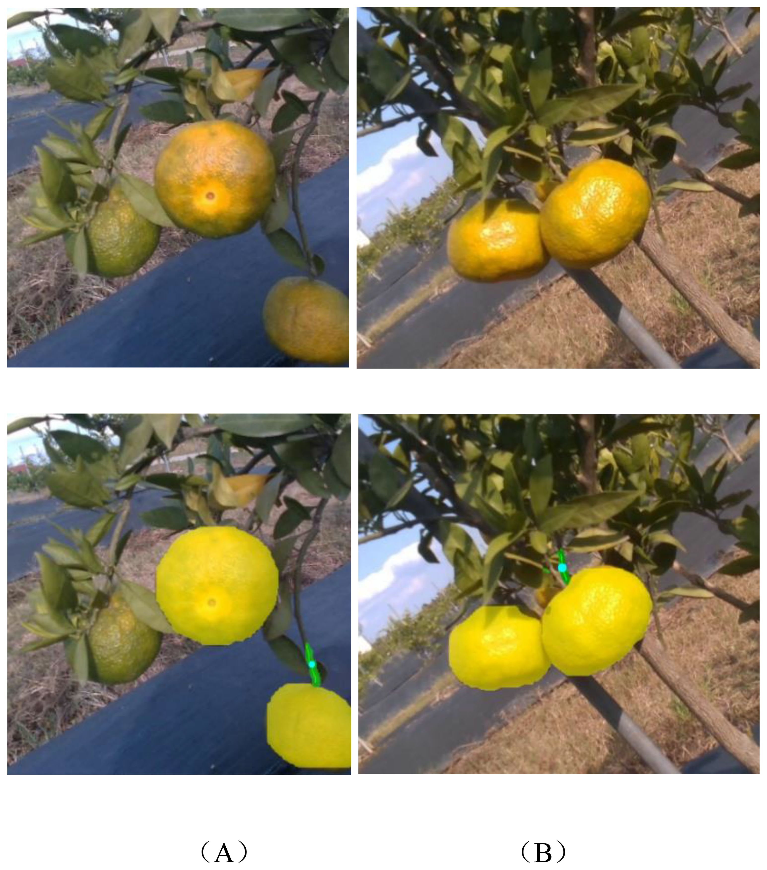 Two panels show oranges on a tree. Panel A displays oranges with a natural, uneven color. Panel B shows the same oranges digitally altered to appear uniformly bright yellow. The background includes a farm setting.