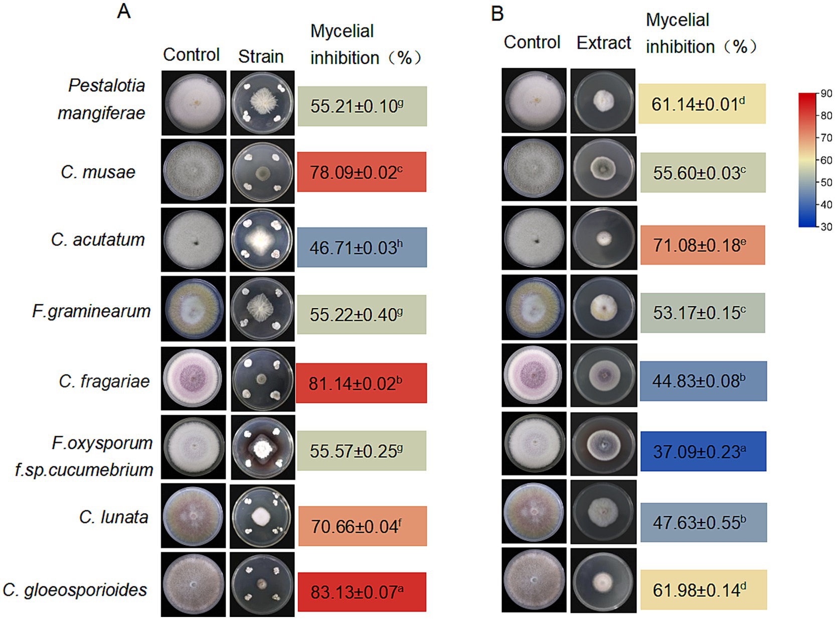 Comparison of mycelial inhibition percentages for different strains and extracts. Panel A shows control and strain images with inhibition percentages, with values ranging from 46.71% to 83.13%. Panel B displays control and extract images with percentages ranging from 37.09% to 71.08%. A color bar indicates inhibition levels, with red as high inhibition and blue as low.
