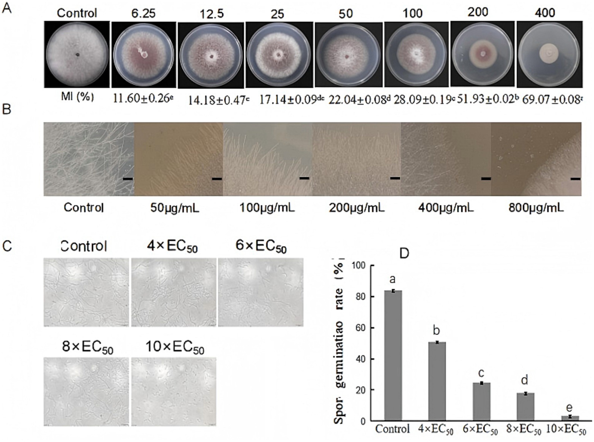 Illustration showcasing four panels analyzing fungal growth and spore germination. Panel A presents petri dish samples treated with varying MI percentages, showing different growth patterns. Panel B displays microscopic images of hyphae treated with different concentrations (50 to 800 µg/mL), indicating changes in structure. Panel C shows spore samples under varied EC₅₀ treatments, illustrating differences in germination. Panel D is a bar graph depicting the spore germination rate, with higher control rates compared to reduced rates at increased EC₅₀ concentrations. Each treatment leads to respective morphological and quantitative changes.