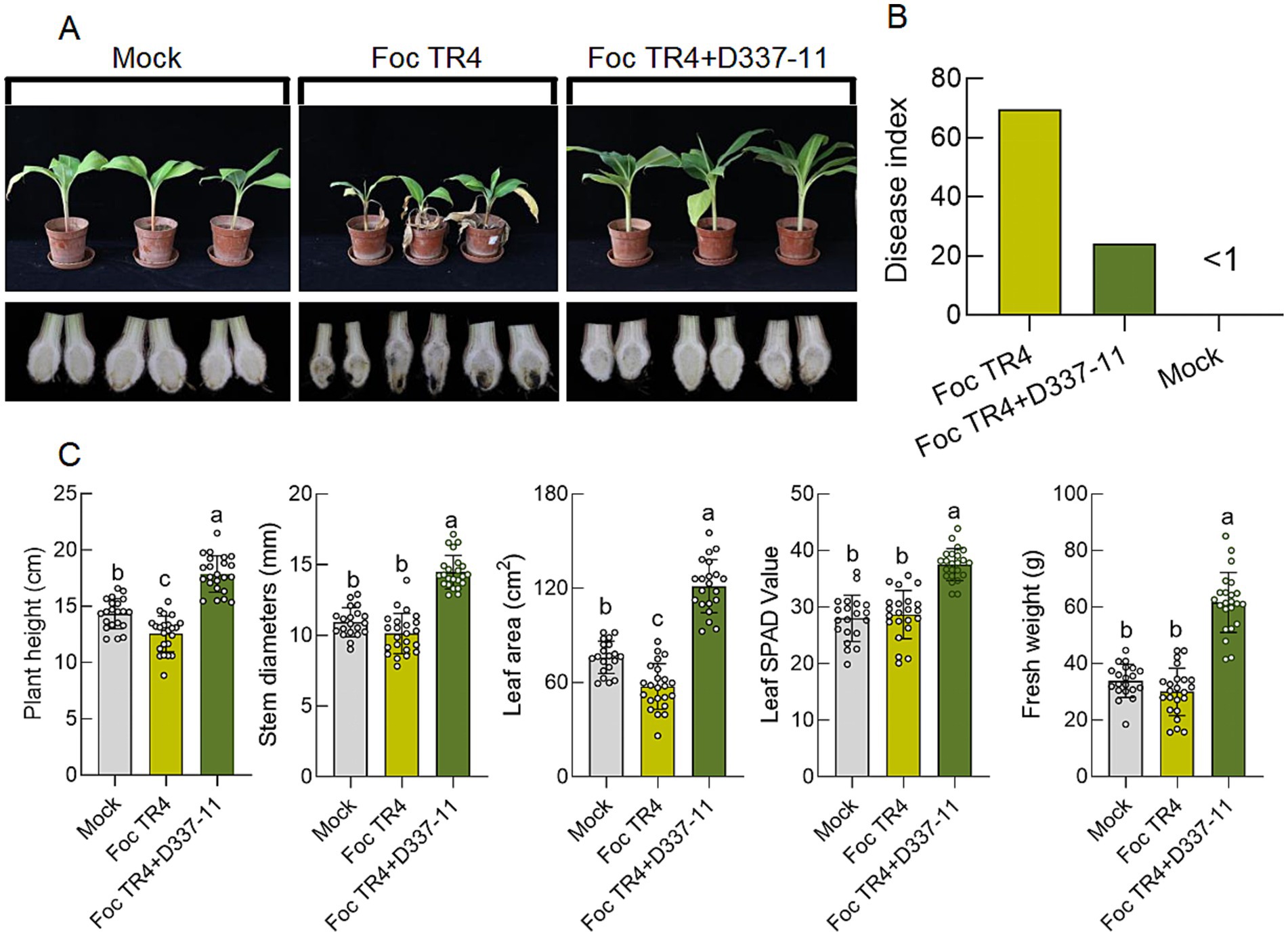 Panel A shows banana plants under different treatments: Mock, Foc TR4, and Foc TR4 with D337-11, displaying variations in growth and root condition. Panel B features a bar graph of the disease index, with Foc TR4 having the highest index, Foc TR4 with D337-11 having a lower index, and Mock nearly zero. Panel C includes bar graphs comparing plant height, stem diameter, leaf area, leaf SPAD value, and fresh weight across the three treatments, indicating varied performance with D337-11 showing improvement for most parameters.