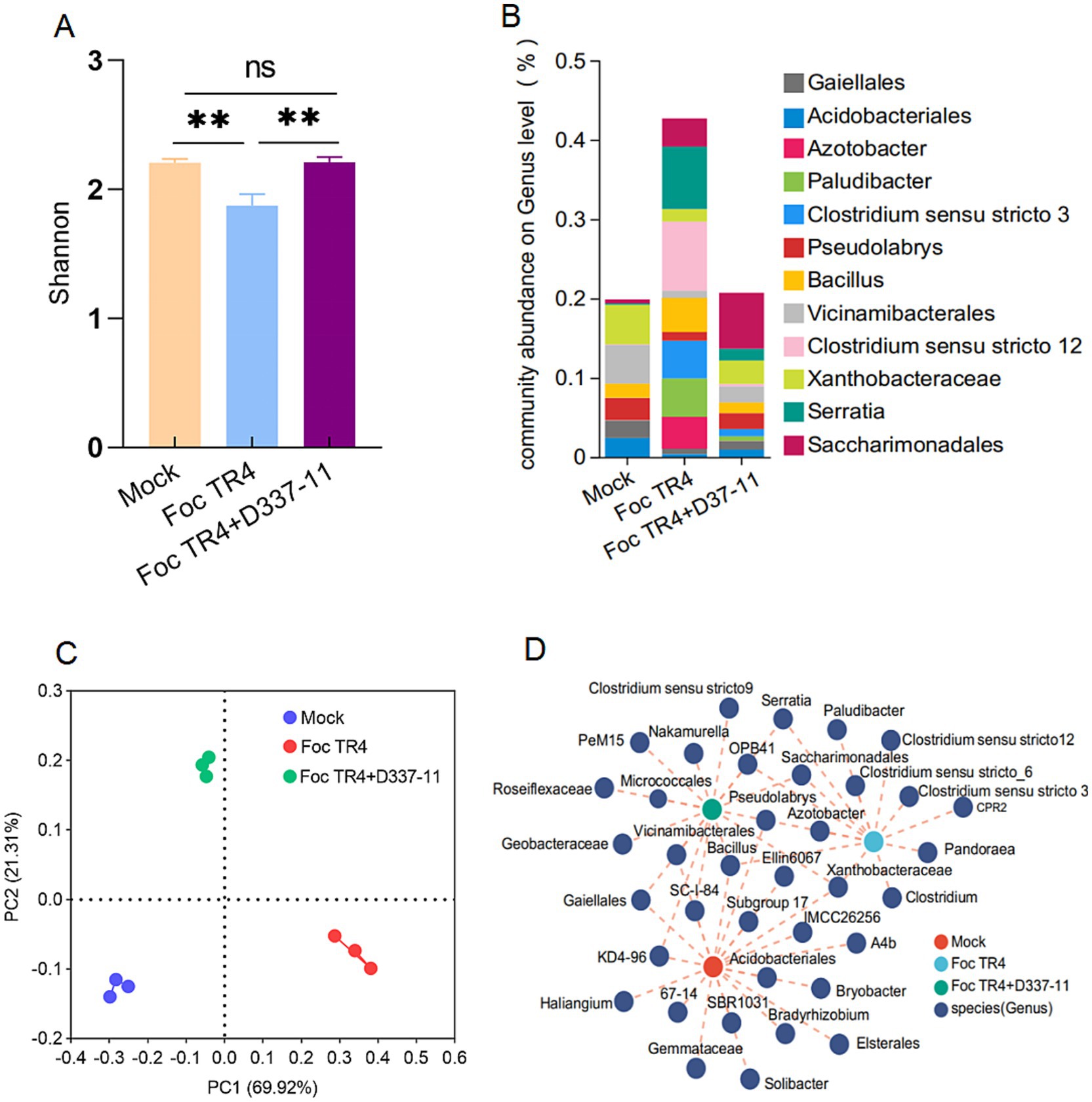 Four-part figure analyzing microbiome data. A: Bar chart shows Shannon diversity index for Mock, Foc TR4, and Foc TR4+D337-11, with significant differences indicated by asterisks. B: Stacked bar chart presents genus-level community abundance, identifying various bacterial orders and genera. C: PCA plot displays clustering of Mock, Foc TR4, and Foc TR4+D337-11 samples. D: Network diagram illustrates relationships among bacterial genera, highlighting treatment-specific associations.