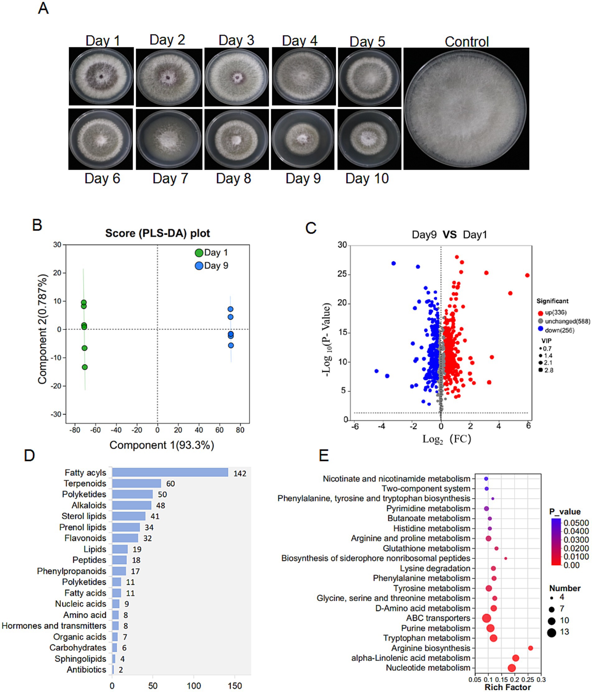 Panel A shows petri dish images of fungal growth from Day 1 to Day 10 and a control. Panel B displays a PLS-DA score plot with data for Day 1 and Day 9. Panel C is a volcano plot comparing Day 9 versus Day 1, highlighting significant changes. Panel D is a bar chart of various compound classes, with fatty acyls having the highest count. Panel E is a bubble chart of metabolic pathways, indicating their enrichment and significance.